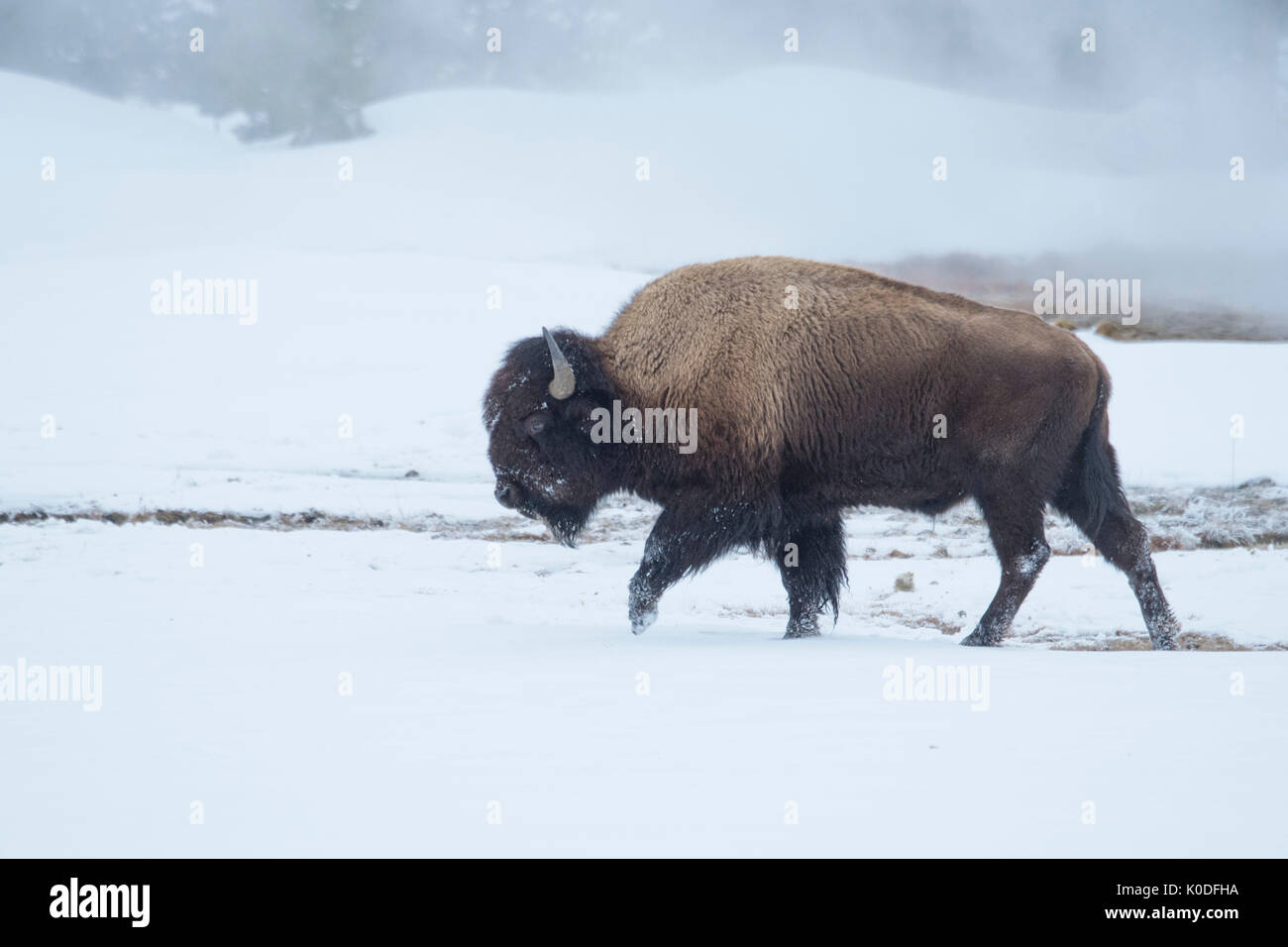 USA, Wyoming, Yellowstone Nationalpark, UNESCO, Welterbe, Bison im Schnee Stockfoto