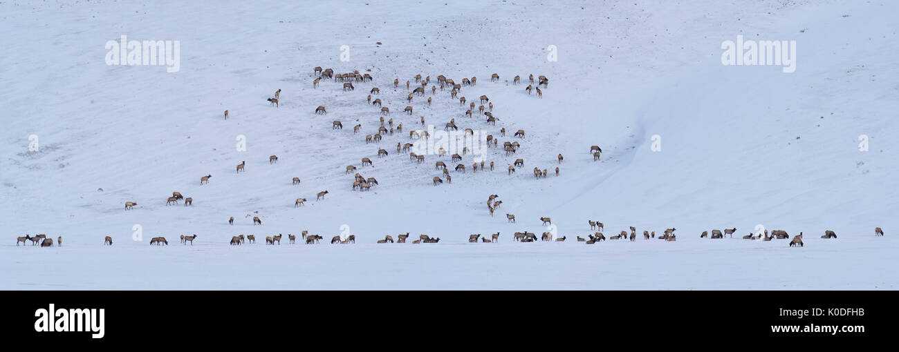 USA, Wyoming, National Elk Refuge Stockfoto