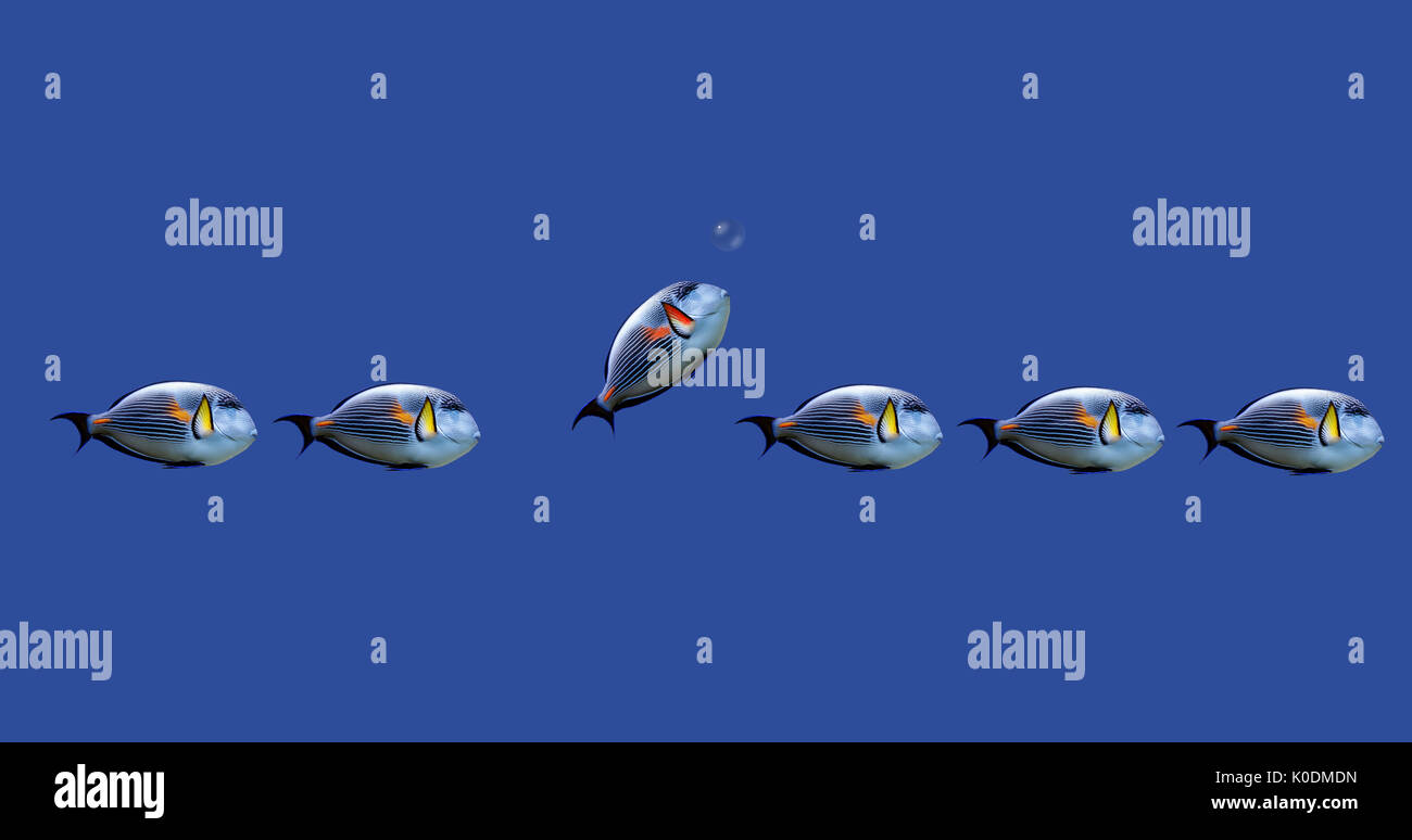 Abbildung: tropische Fische auf Konzept: Entscheiden Sie selbst, was Sie tun möchten. Stockfoto