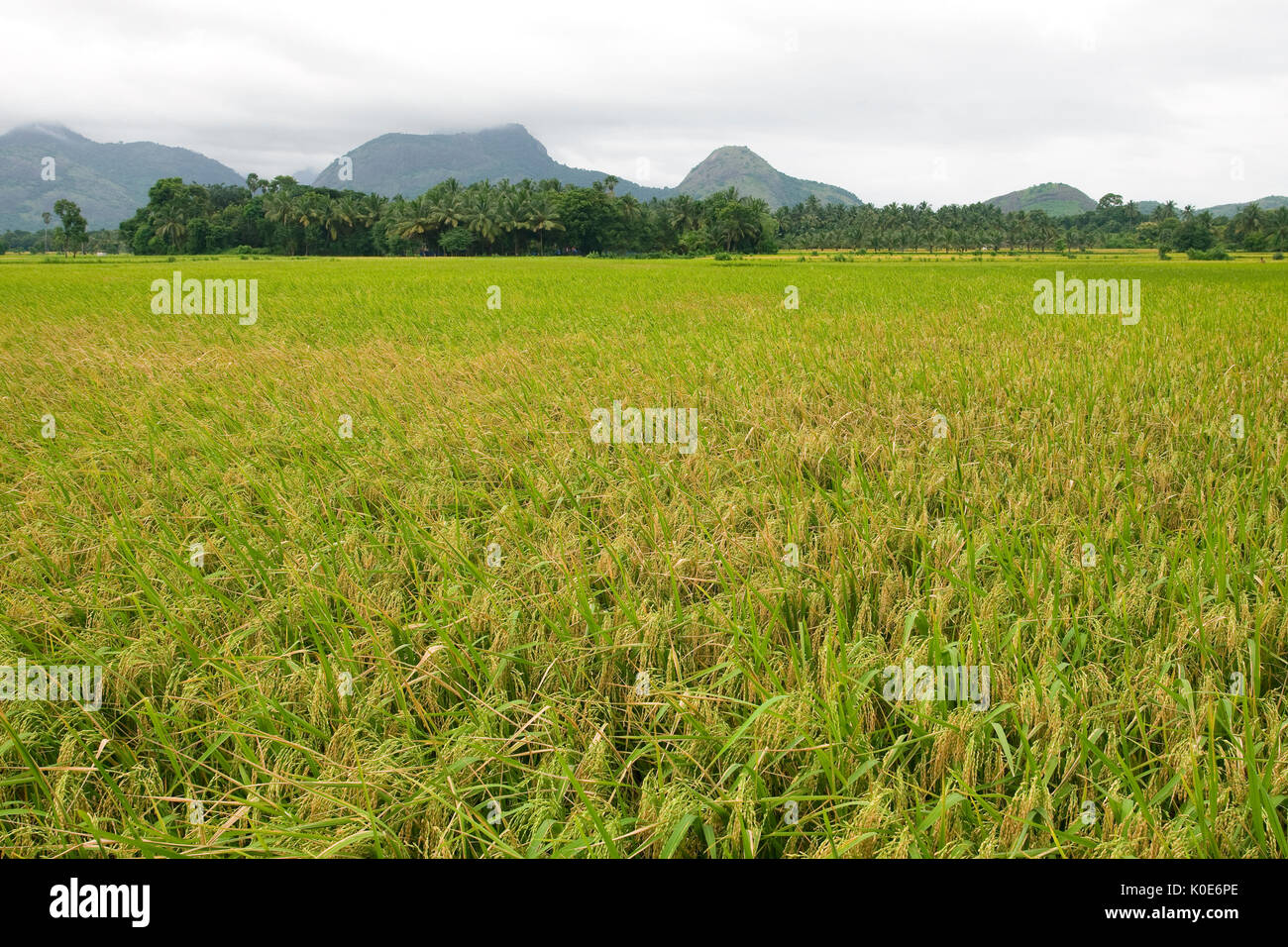 Reisfeld mit Reis in Kerala Stockfoto