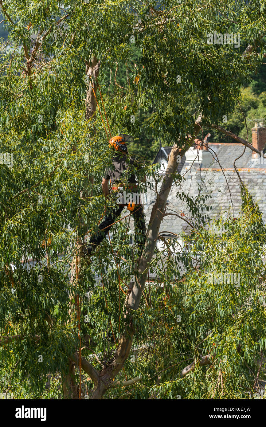 Ein Baum Chirurg, hoch über den Dächern, die in den Zweigen einer hohen Baum. Stockfoto