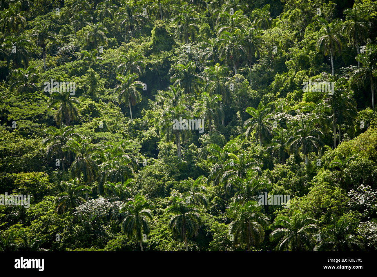 Kuba Roystonea regia, allgemein bekannt als die kubanischen Royal Palm in einem Wald im Tal in der Nähe von Bacunayagua Matanzas, einer karibischen Insel Nation unter communis Stockfoto