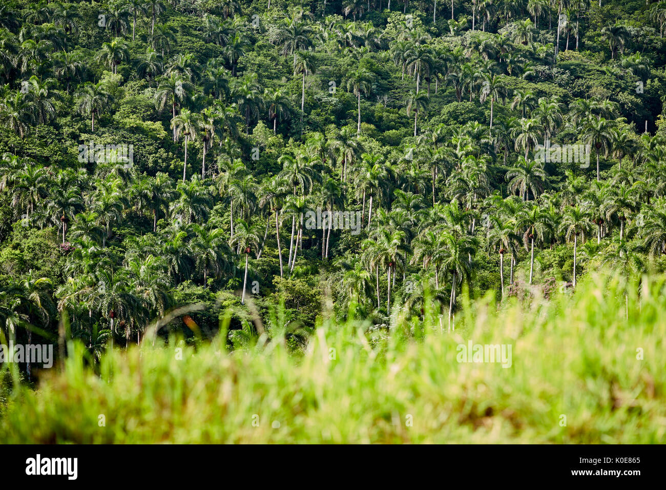 Kuba Roystonea regia, allgemein bekannt als die kubanischen Royal Palm in einem Wald im Tal in der Nähe von Bacunayagua Matanzas, einer karibischen Insel Nation unter communis Stockfoto
