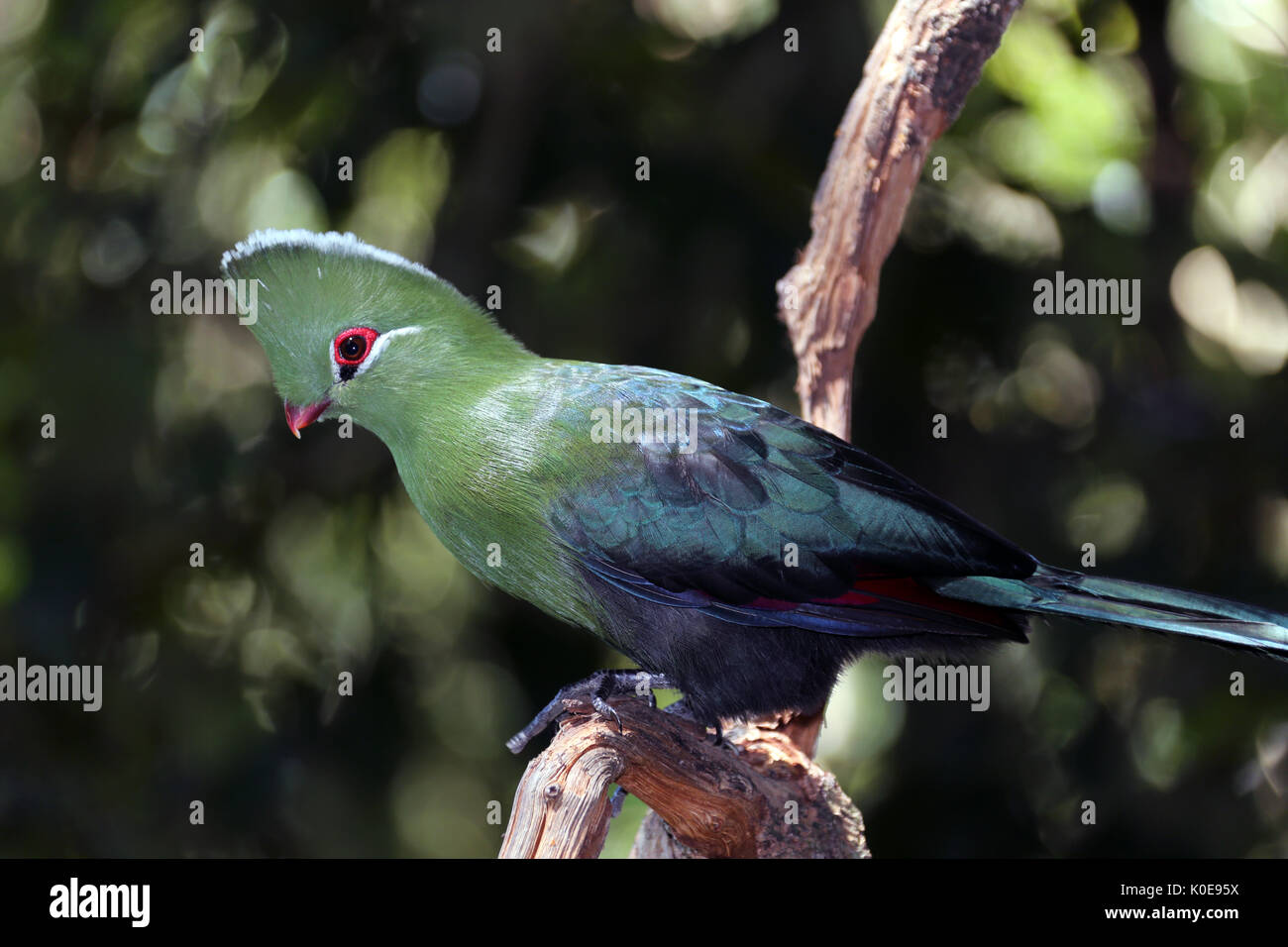 Vogel in Südafrika Stockfoto