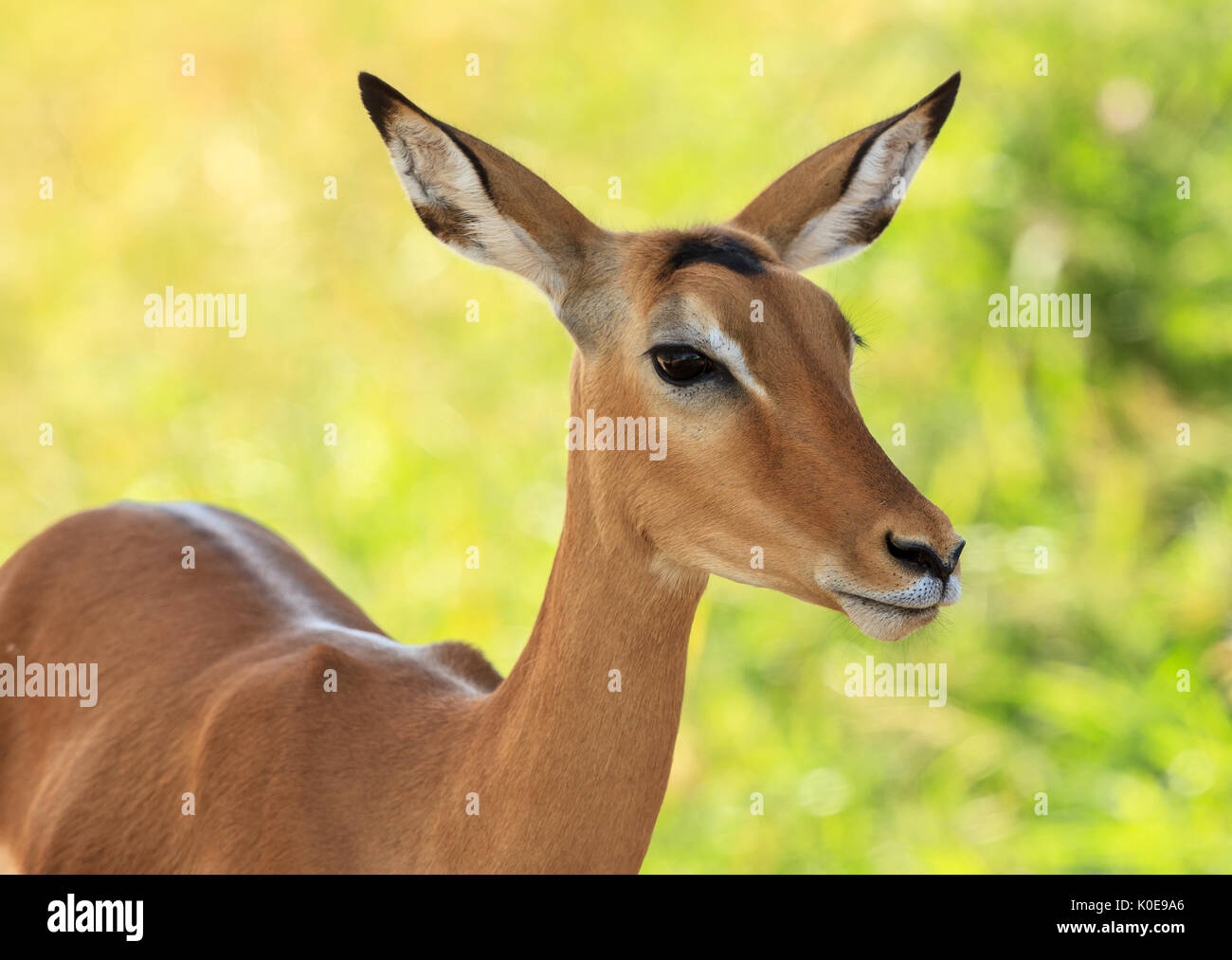 Die Impala ist eine mittelgroße Antilope im östlichen und südlichen Afrika. Stockfoto