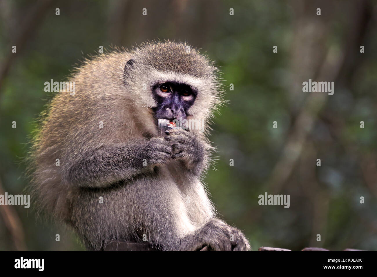 Vervet Affen Stockfoto