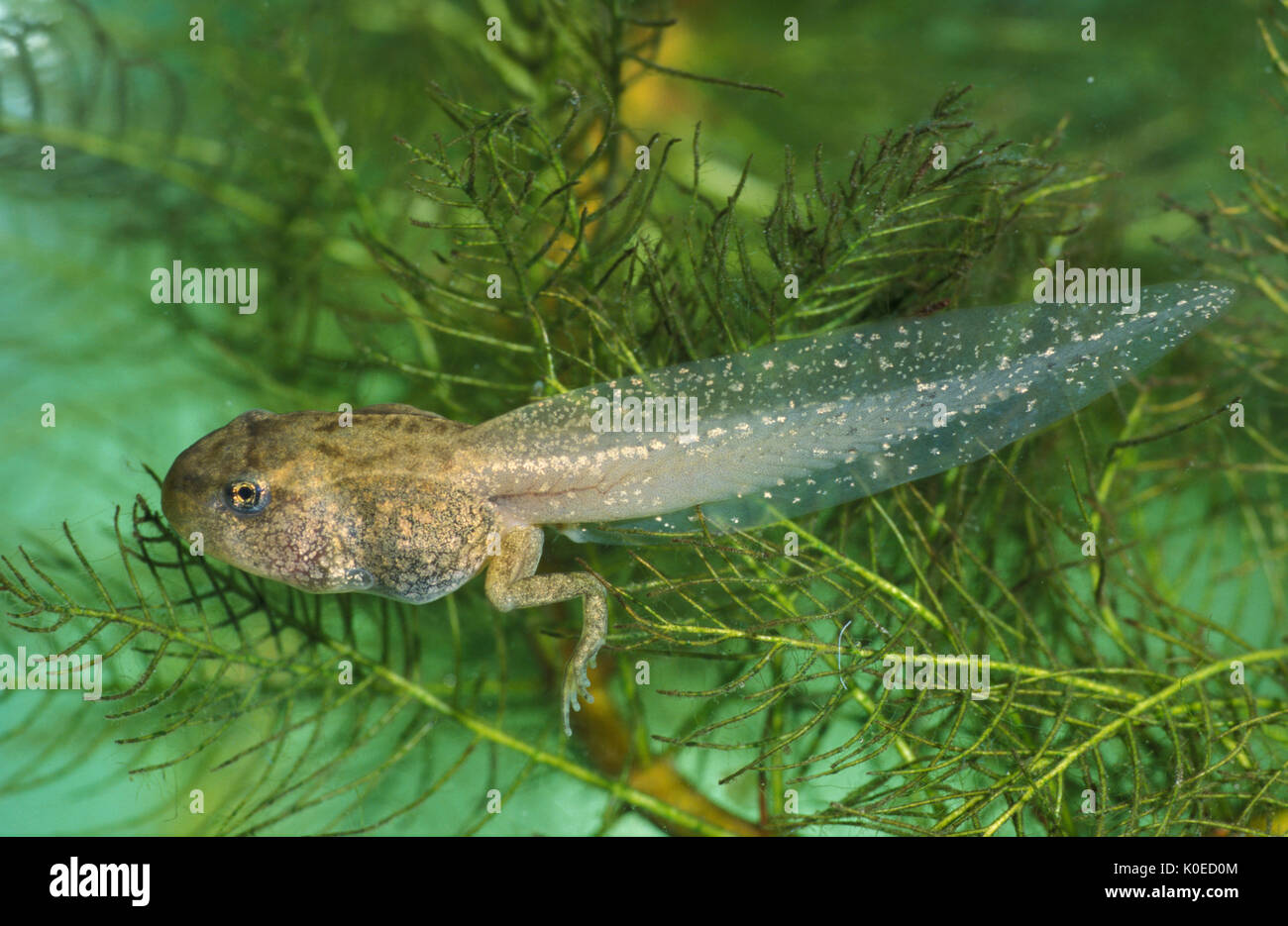 Grasfrosch (Rana temporaria) - tadpole mit hinteren Bein entwickelt, mit Schwanz, Teil des Lebenszyklus Entwicklung Stockfoto