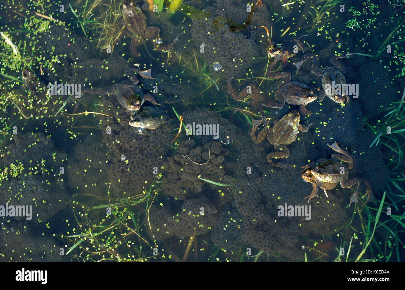 Grasfrosch (Rana temporaria) mit Klumpen von Frosch im Teich Laich
