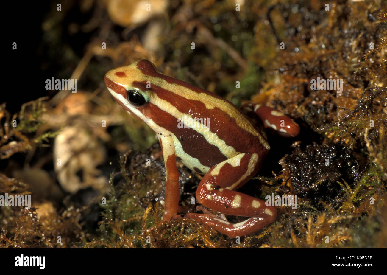 Phantasmal Pfeilgiftfrosch Epipedobates tricolor, Gift, Pfeil Dart Frog, gestreift, Captive, Gefährdete (IUCN 3.1 Liste) eines der stärksten Gifte von f Stockfoto