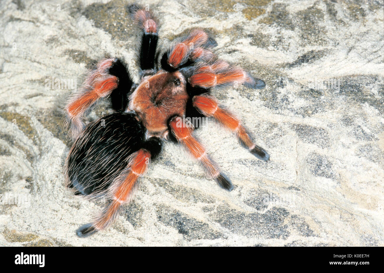Guererro Orange Bein Spinne, Brachypelma boehemi, Vogelspinne, Mexiko,  gefangen auf Felsen Stockfotografie - Alamy