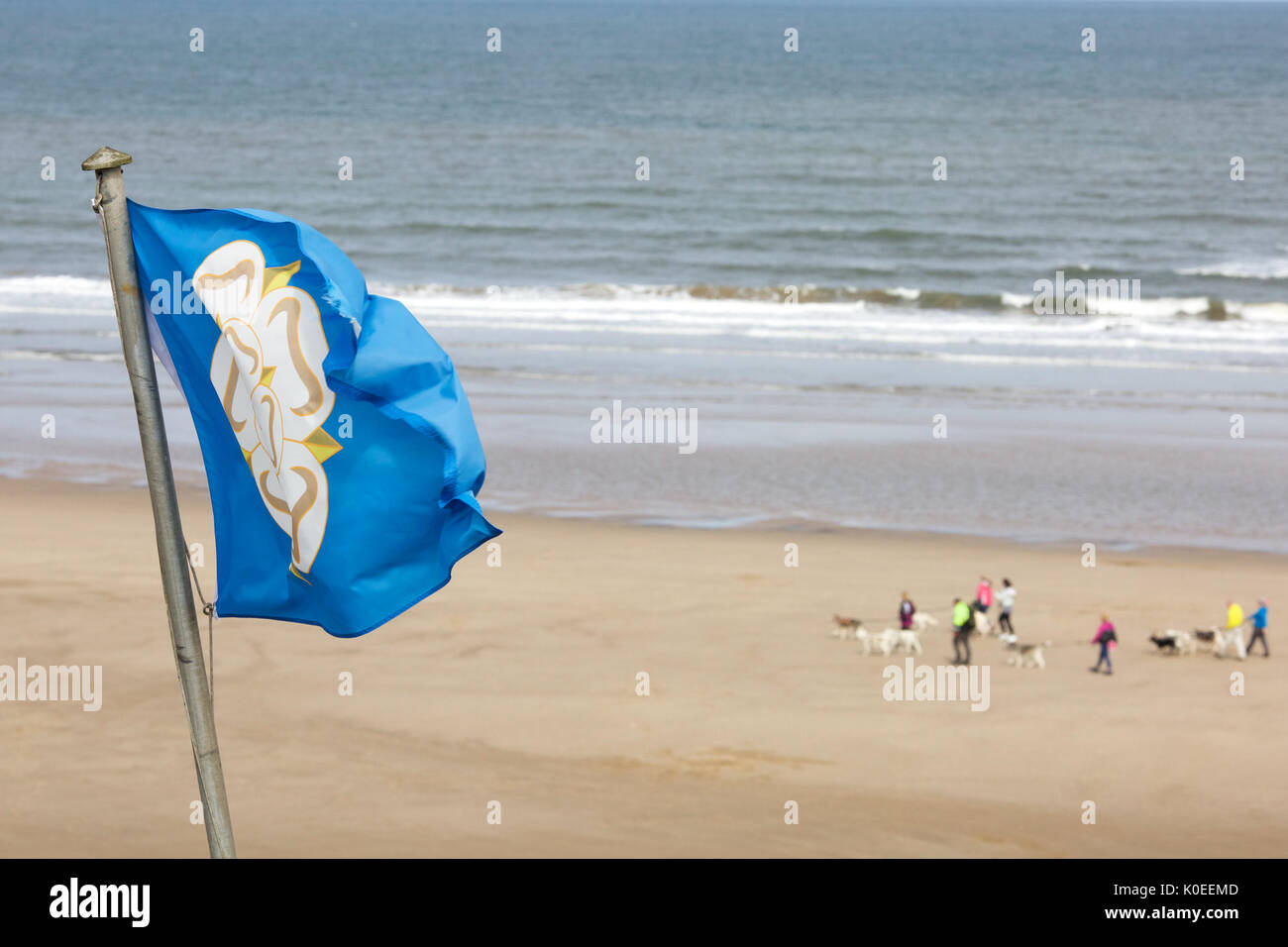 Die weiße Rose von Yorkshire Flagge über Filey Strand von Hunmanby Lücke Stockfoto