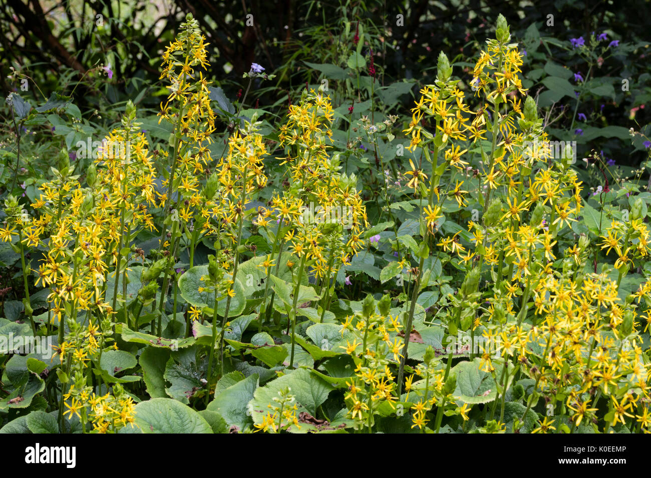 Gelbe Blumen schmücken die konisch geformte Blütenköpfe der späten Blüte Ligularia veitchiana Stockfoto
