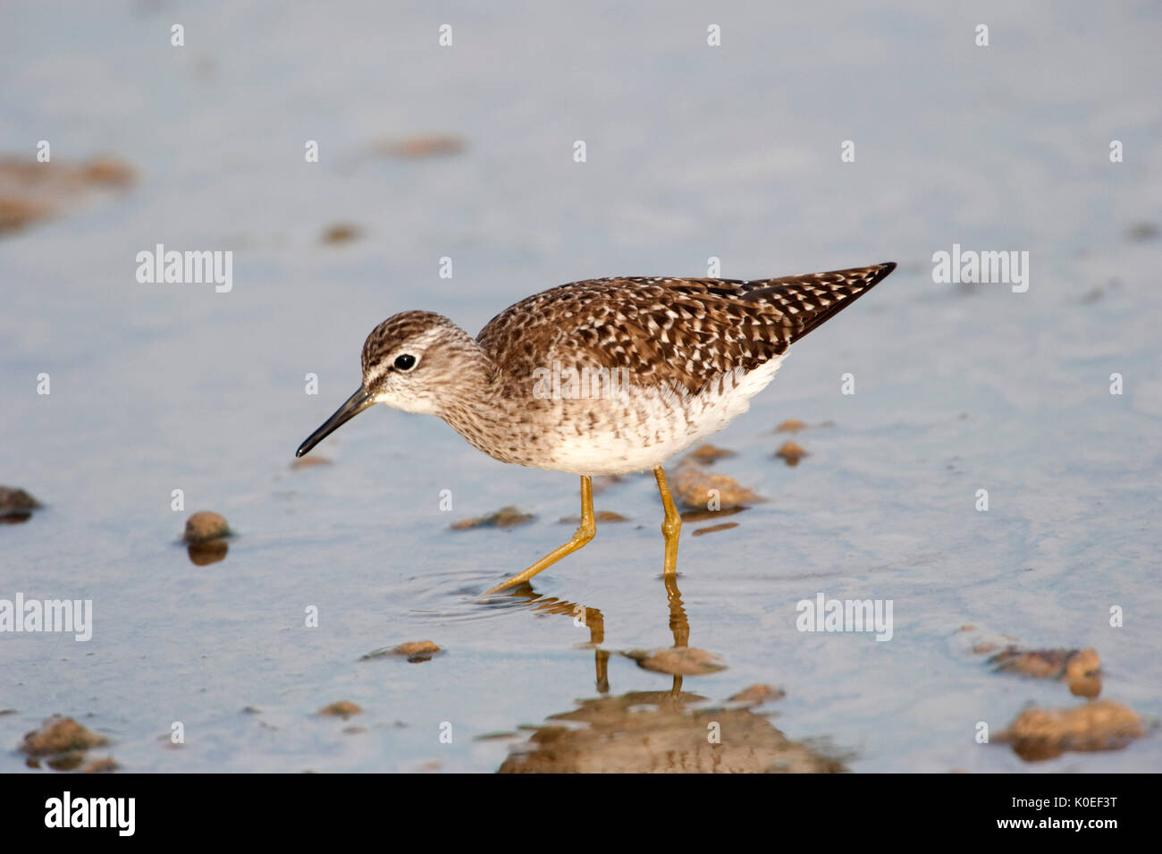 Bruchwasserläufer, Tringa glareola, Lesbos, Griechenland, Wader, waten in Wasser, passage Migrant, Frühling, Lesbos Stockfoto