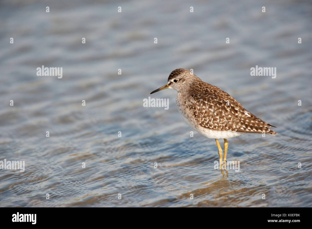 Bruchwasserläufer, Tringa glareola, Lesbos, Griechenland, Wader, waten in Wasser, passage Migrant, Frühling, Lesbos Stockfoto