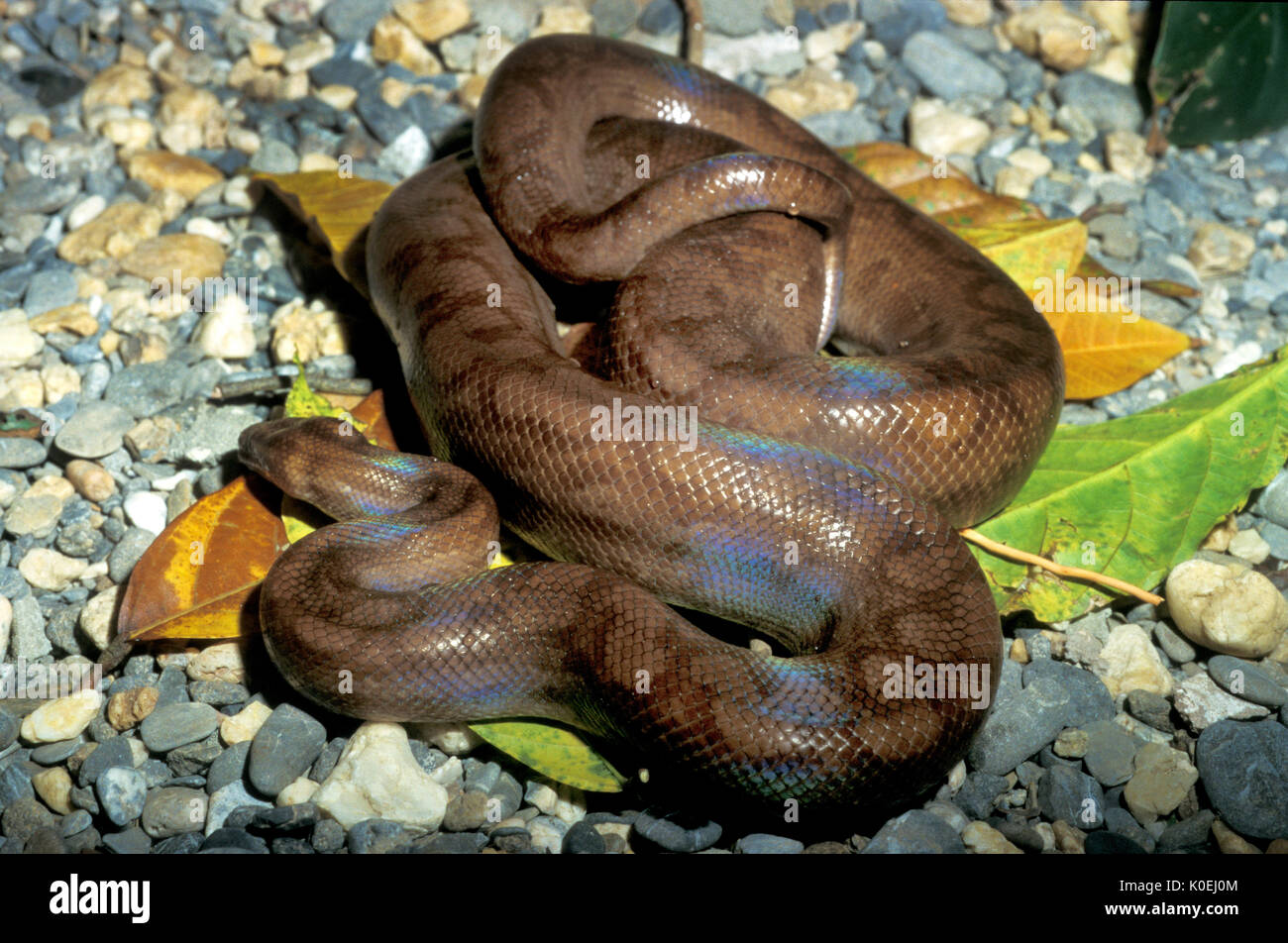 Epicrates maurus Fotos und Bildmaterial in hoher Auflösung Alamy