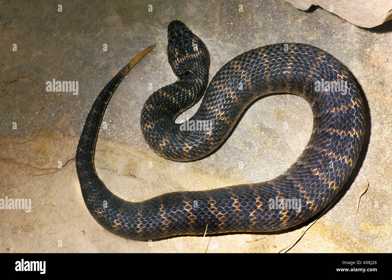 Gemeinsame Tod Addierer, Acanthophis antarcticus, Australien, Es ist eines der am meisten Land giftige Schlangen in Australien und der ganzen Welt, Wüste Arten gefangen, Stockfoto