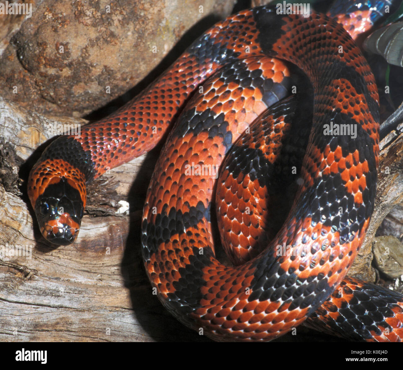 Honduranische Milksnake, Lampropeltis triangulum hondurensis, Honduras, nonvenomous colubrid Schlange, Captive, kontrollierten Situation Stockfoto