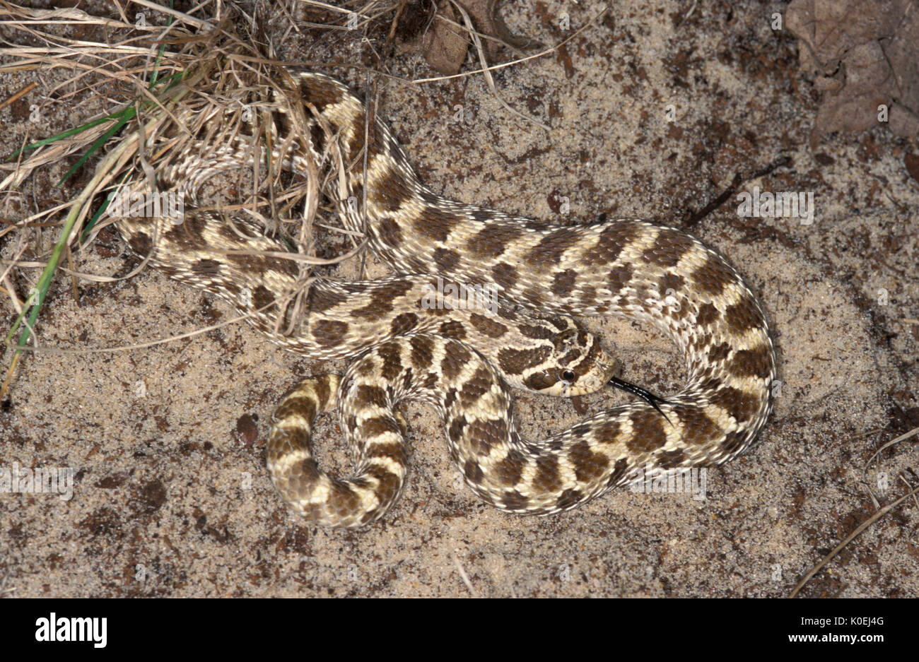 Western, Heterodon nasicus Hognose Snake, USA, giftige Obwohl die extrem selten Bissen von diesem hinteren-fanged Schlange ist keine medizinische Bedeutung zu Hu Stockfoto