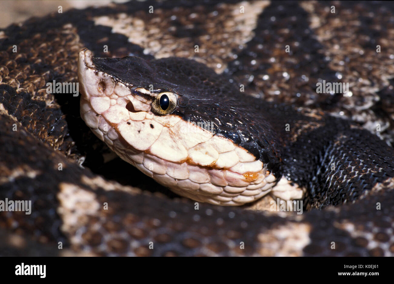 Scharfe gerochene Viper Snake, Deinagkistrodon acutus, Südostasien, monotypische Gattung für einen giftigen pitviper Arten erstellt, Keine Unterarten sind derzeit Stockfoto