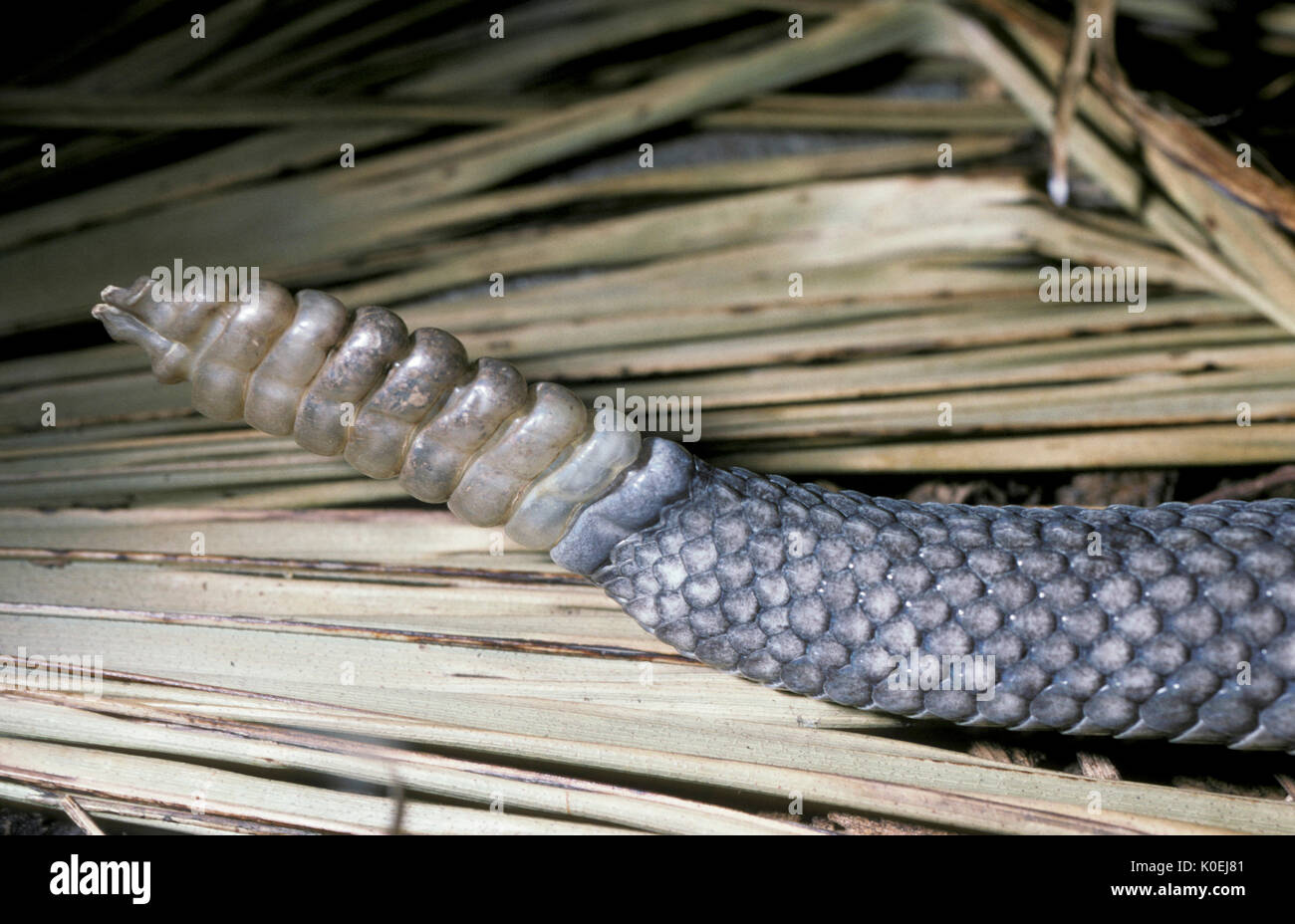 Nahaufnahme von Rattle von NEOTROPISCHER Klapperschlange, Crotalus durissus feurige Bambusotter Arten in Südamerika gefunden Stockfoto