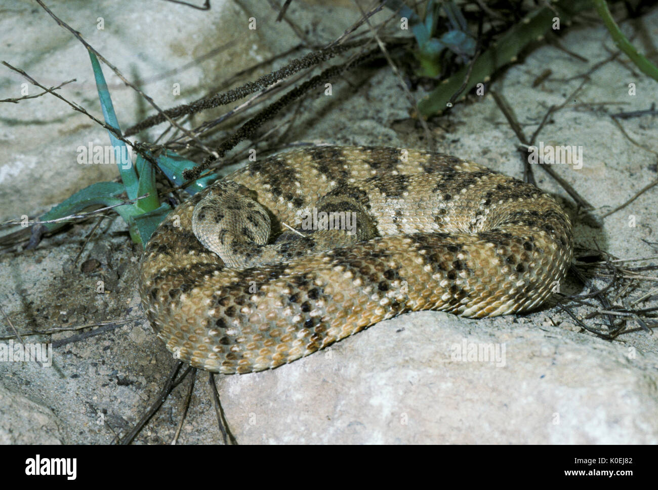 Gefleckte Klapperschlange, Crotalus mitchellii ist ein giftiges Bambusotter Arten im Südwesten der USA und im nördlichen Mexiko gefunden. Stockfoto