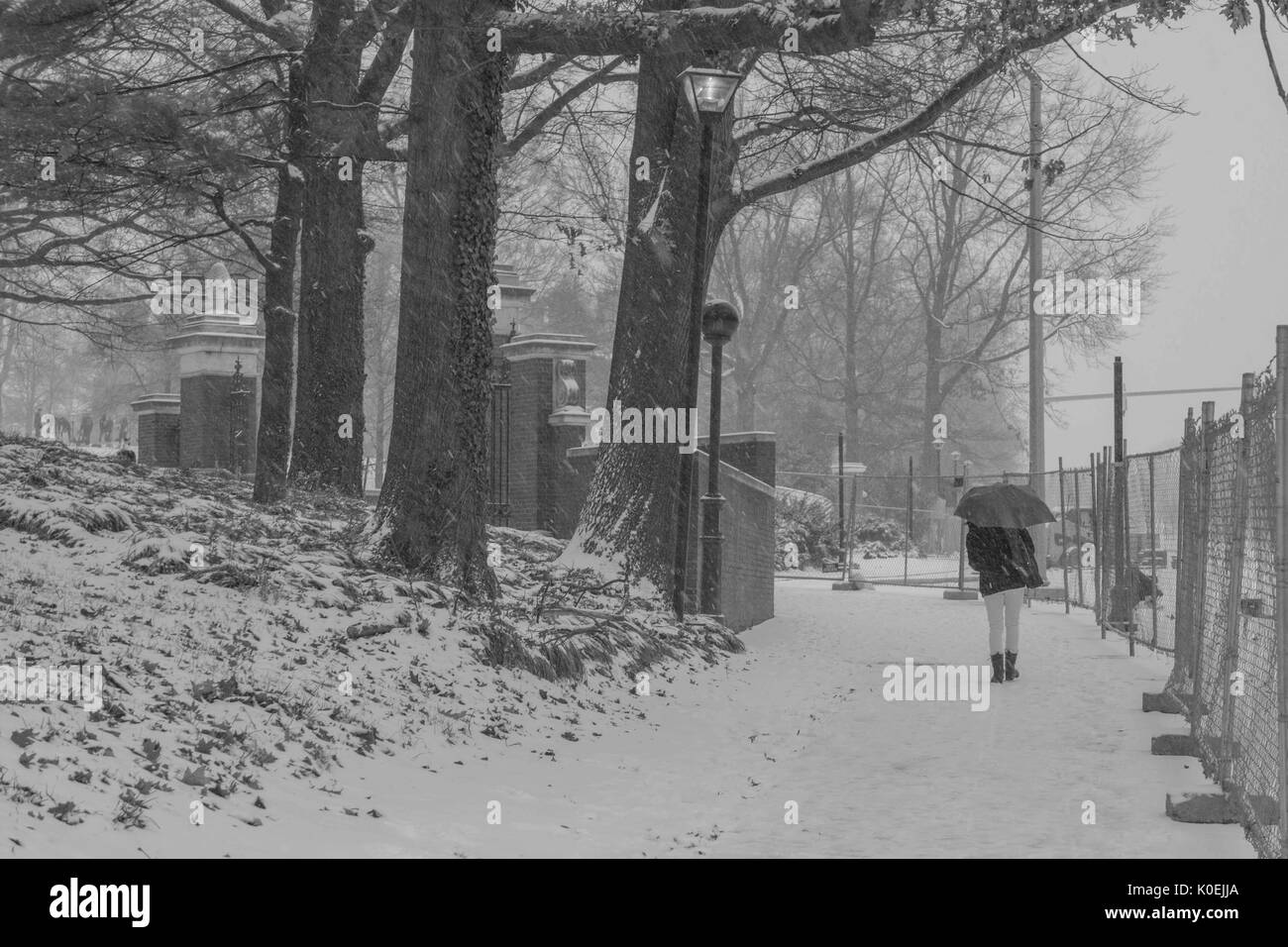 Ein Student, der einen roten Regenschirm trägt, macht einen Spaziergang im Schnee durch die Vordertore der Johns Hopkins Universität, ein Zaun, der während des Baus der Charles Straße rechts von ihr errichtet wurde, schneebedeckte Bäume und Laternenpfade links von ihr, Baltimore, Maryland, 2013. Mit Freundlicher Genehmigung Von Eric Chen. Stockfoto
