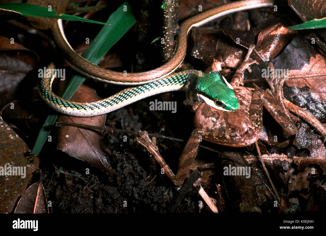 Grüne Leitung Tree Snake, Leptophis mexicanus, Fütterung auf Frosch, mit  Beute Stockfotografie - Alamy