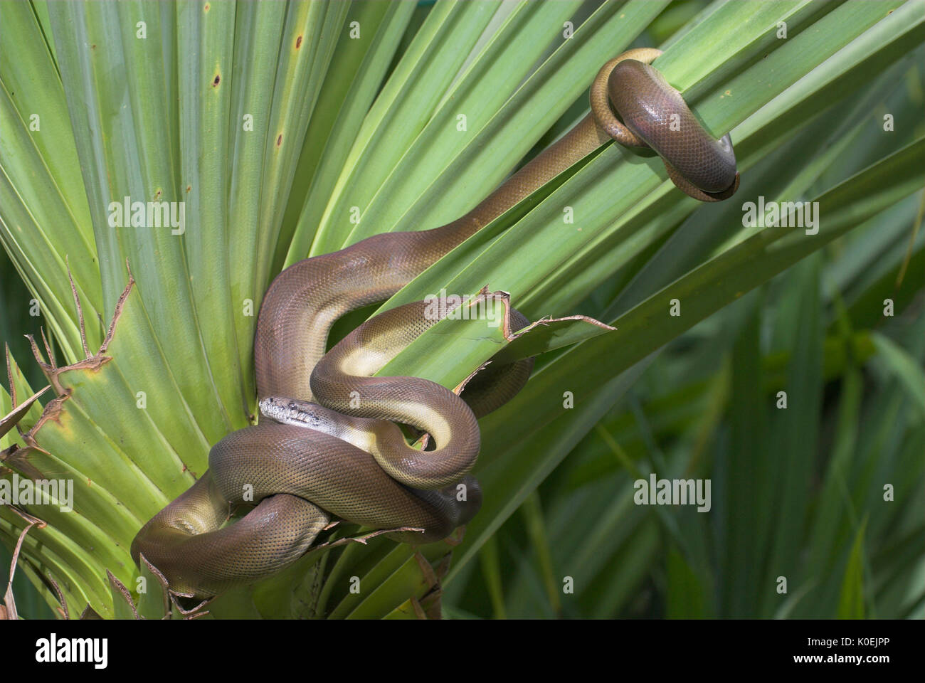 Papua Pythonschlange, Apodora papuana, Neuguinea nachtaktiven, die Fähigkeit, die Farbe zu ändern, gewellt auf palm leaf Stockfoto