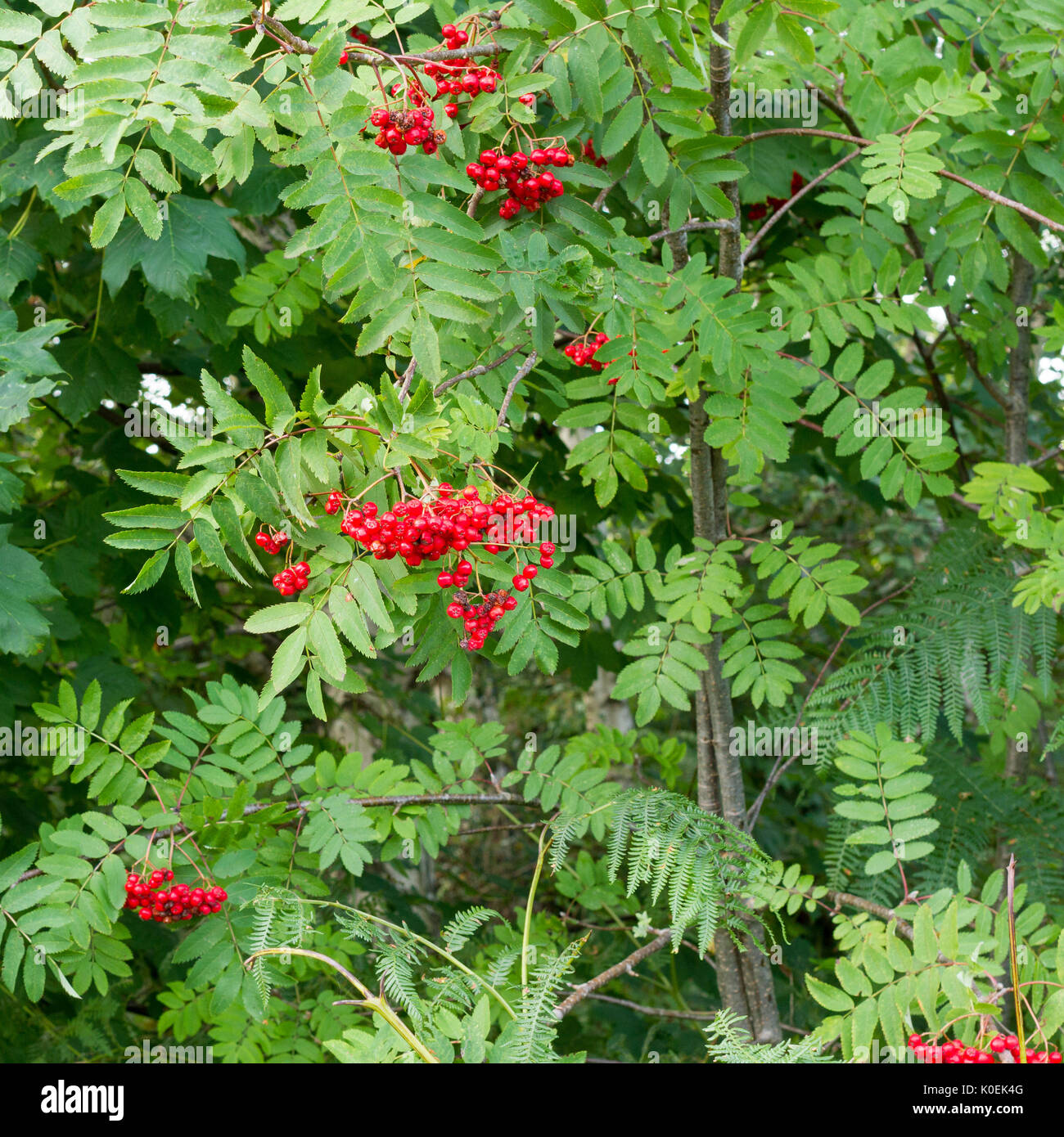 Rowan Tree Beeren und Blätter im Spätsommer UK Stockfoto