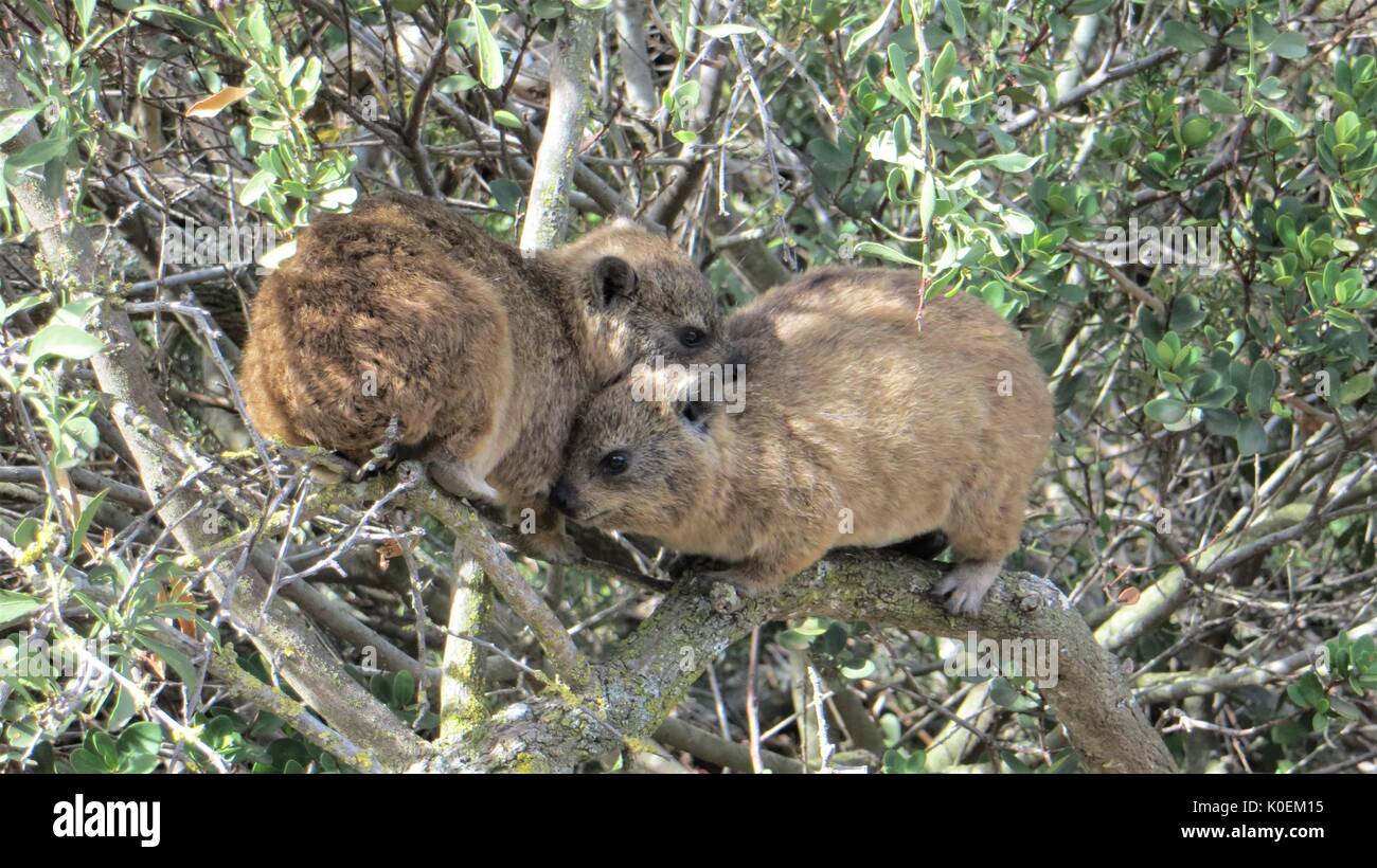 Ein paar nette Klippschliefer kuscheln in einem Busch neben dem Ozean an der südafrikanischen Küste. Stockfoto