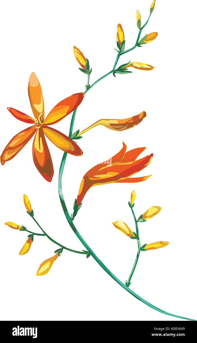 Aquarell schönen blühenden Zweig der orange Blumen Crocosmia. Romantisch und Sommer Einladung Konzept Hintergrund Stock Vektor
