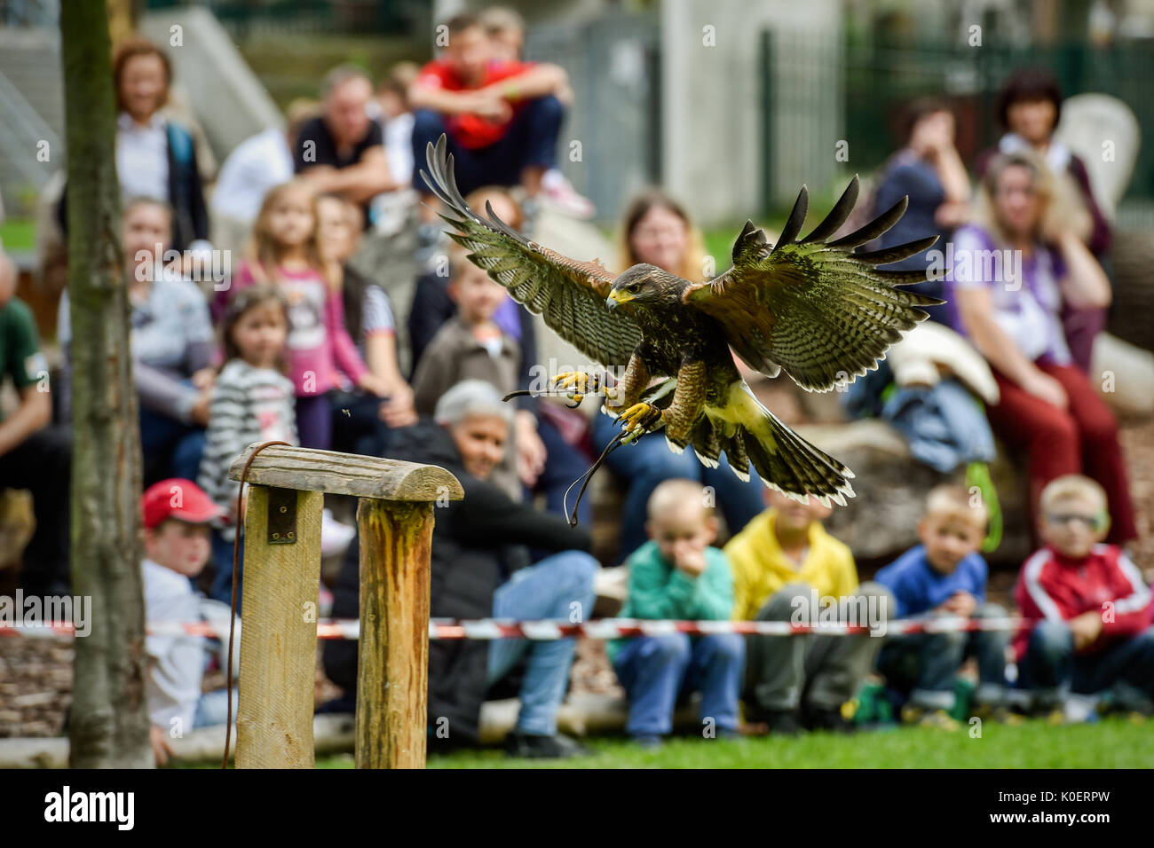 Liberec, Tschechische Republik. 22 Aug, 2017. Ein Raubtier in Aktion während der falknerei Ausbildung bei der Zoo in Liberec in der ersten, der Tschechischen Republik, am 22. August 2017. Zum ersten Mal im Zoo organisiert Demonstrationen der Falknerei Training für Besucher. Falconer Alexandr Vraga eingeführt, um Besucher vier Raubtiere: Falcon, Uhu, Turmfalke und Mäusebussard. Credit: Radek Petrásek/CTK Photo/Alamy leben Nachrichten Stockfoto