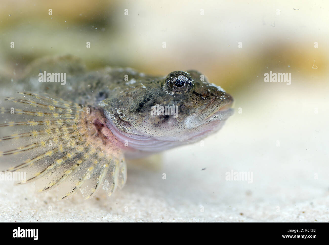 Ein Fisch der seltenen Cottus rhenanus Arten in der borbecker Muhlenbach Fluss in Essen, Deutschland, 23. August 2017 freigegeben werden. Die Muhlenbach wurde vom Abwasser befreit und renaturiert im Rahmen des Projektes für die Renaturierung der Emscher. Der letzte Schritt ist die Wiederbesiedlung mit den Fischen. Foto: Caroline Seidel/dpa Stockfoto