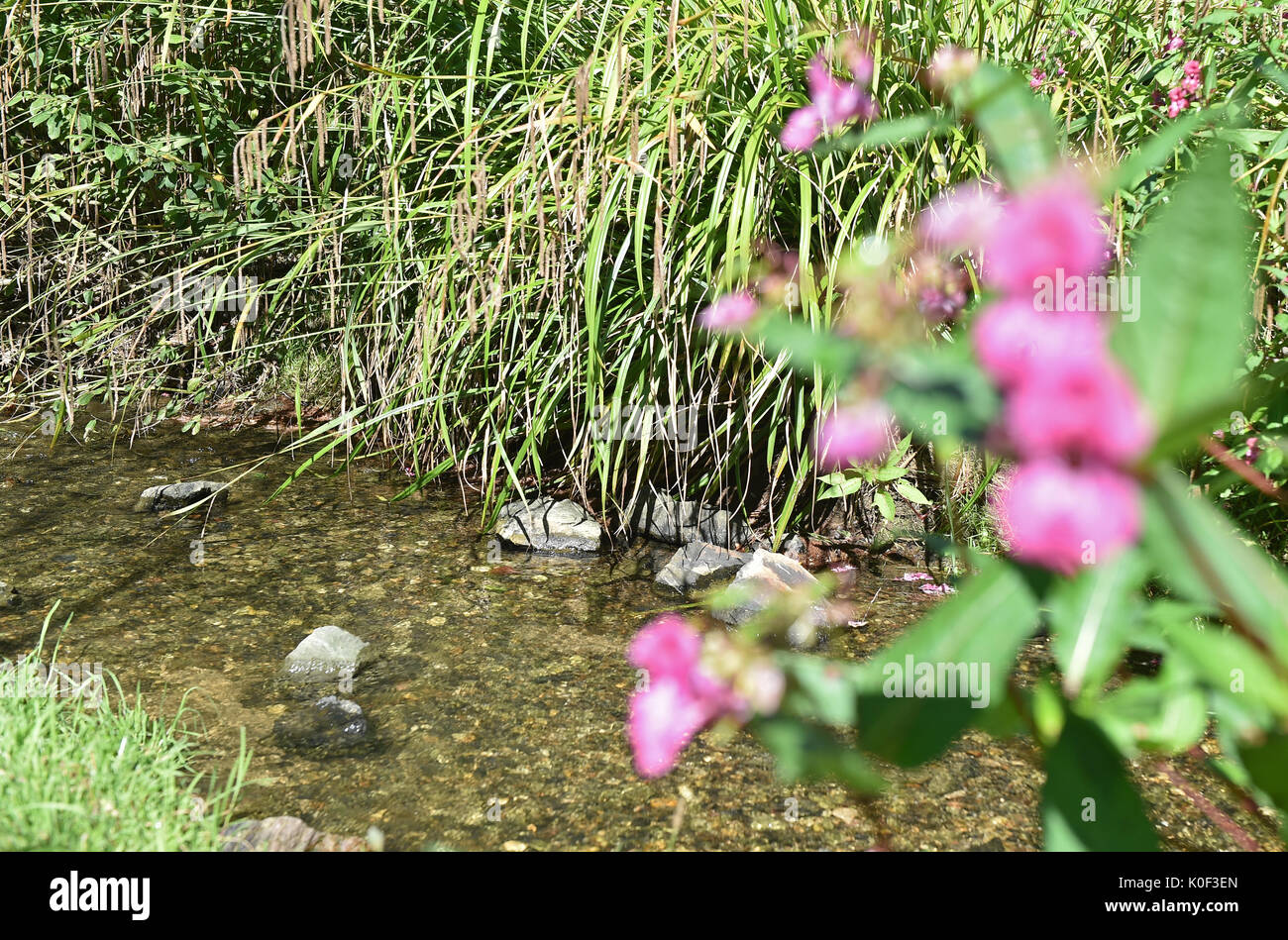 Gras, Bäume und Blumen wachsen entlang der Borbecker Muhlenbach Fluss in Essen, Deutschland, 23. August 2017. Die Muhlenbach wurde vom Abwasser befreit und renaturiert im Rahmen des Projektes für die Renaturierung der Emscher. Der letzte Schritt ist die Wiederbesiedlung mit den Fischen. Foto: Caroline Seidel/dpa Stockfoto