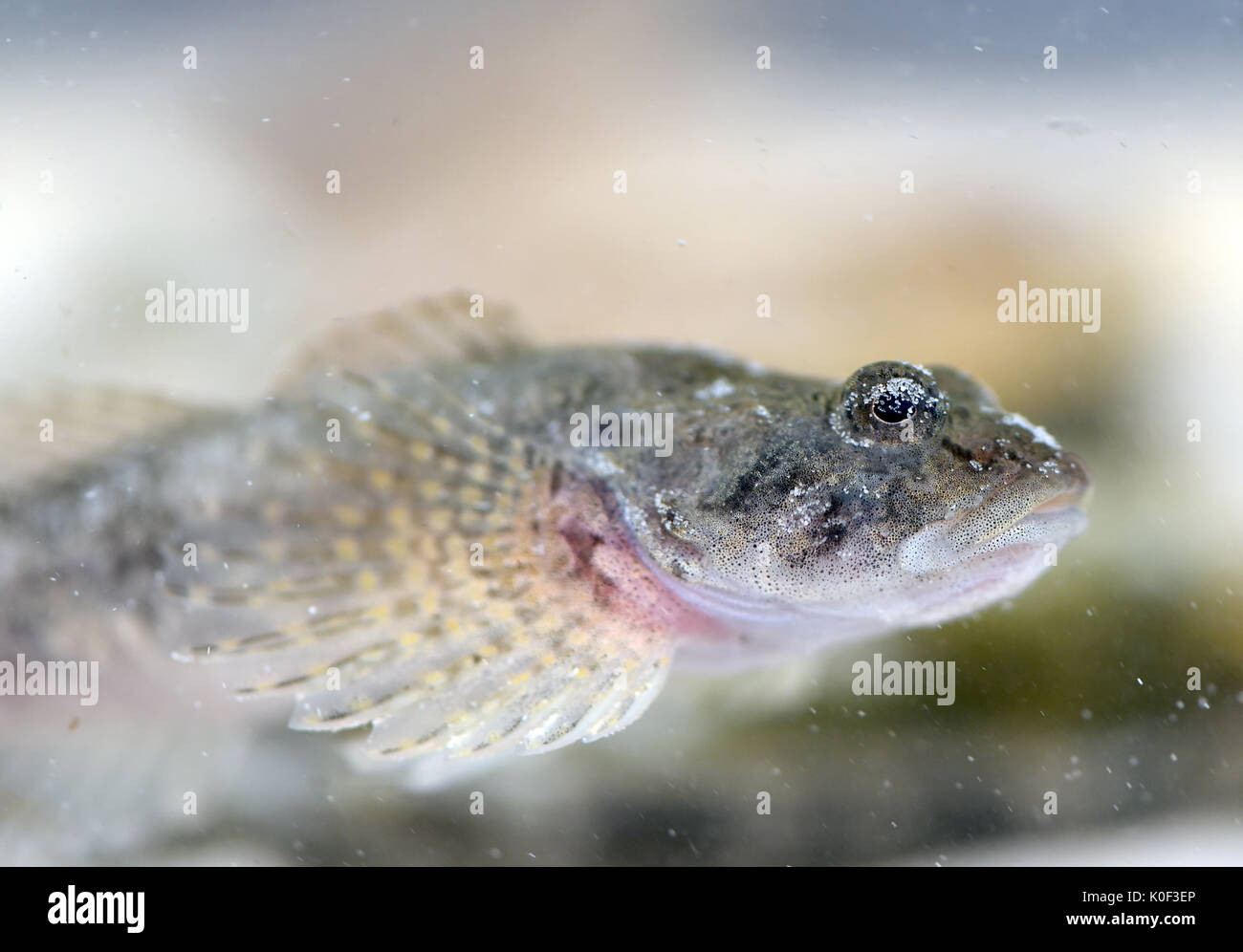 Ein Fisch der seltenen Cottus rhenanus Arten in der borbecker Muhlenbach Fluss in Essen, Deutschland, 23. August 2017 freigegeben werden. Die Muhlenbach wurde vom Abwasser befreit und renaturiert im Rahmen des Projektes für die Renaturierung der Emscher. Der letzte Schritt ist die Wiederbesiedlung mit den Fischen. Foto: Caroline Seidel/dpa Stockfoto