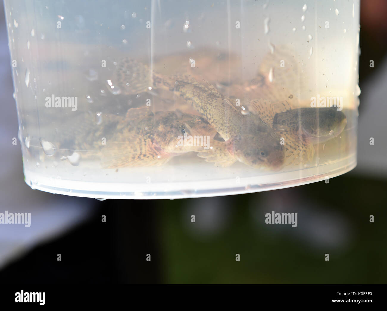 Fische der seltenen Cottus rhenanus Arten in der borbecker Muhlenbach Fluss in Essen, Deutschland, 23. August 2017 freigegeben werden. Die Muhlenbach wurde vom Abwasser befreit und renaturiert im Rahmen des Projektes für die Renaturierung der Emscher. Der letzte Schritt ist die Wiederbesiedlung mit den Fischen. Foto: Caroline Seidel/dpa Stockfoto