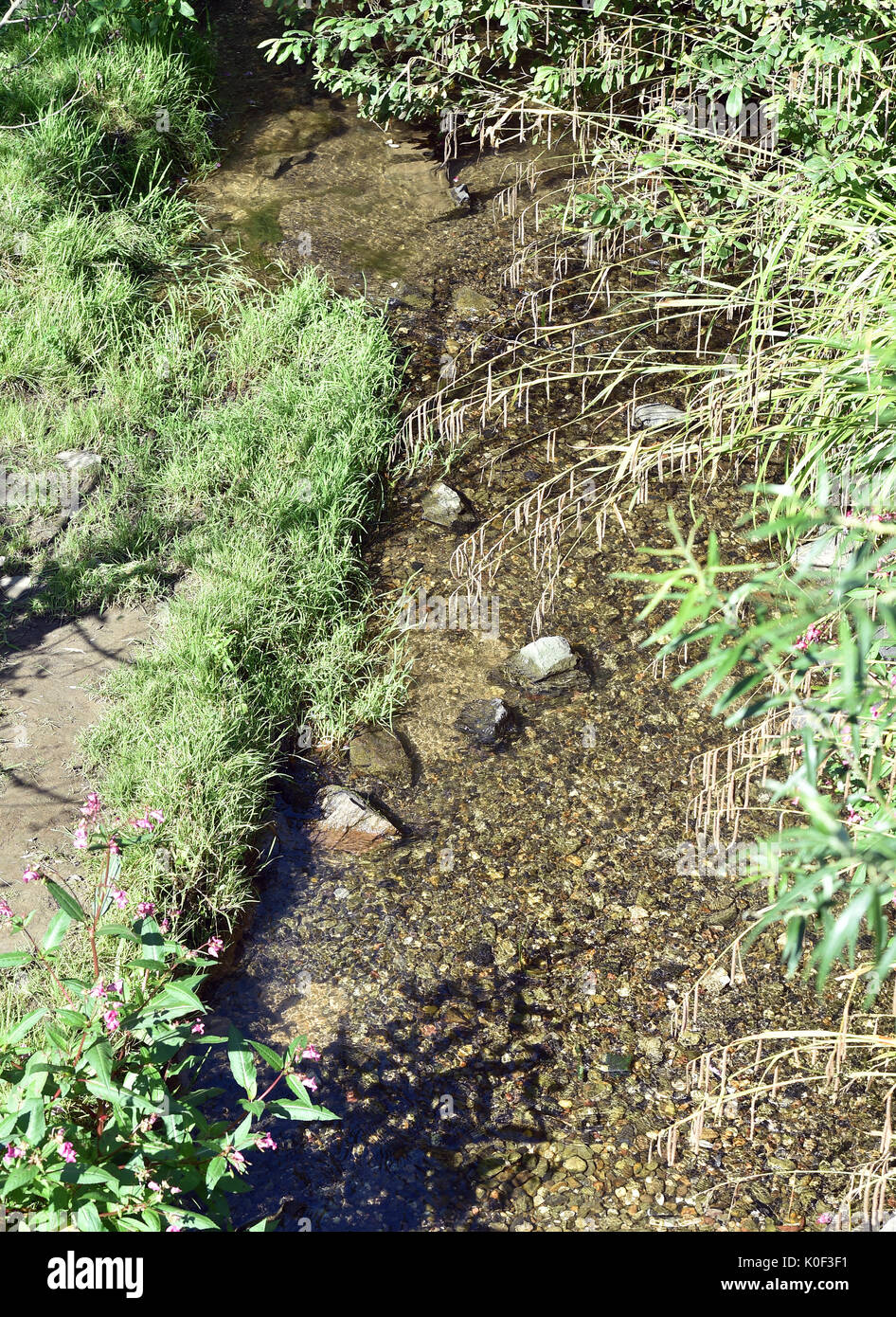 Gras, Bäume und Blumen wachsen entlang der Borbecker Muhlenbach Fluss in Essen, Deutschland, 23. August 2017. Die Muhlenbach wurde vom Abwasser befreit und renaturiert im Rahmen des Projektes für die Renaturierung der Emscher. Der letzte Schritt ist die Wiederbesiedlung mit den Fischen. Foto: Caroline Seidel/dpa Stockfoto