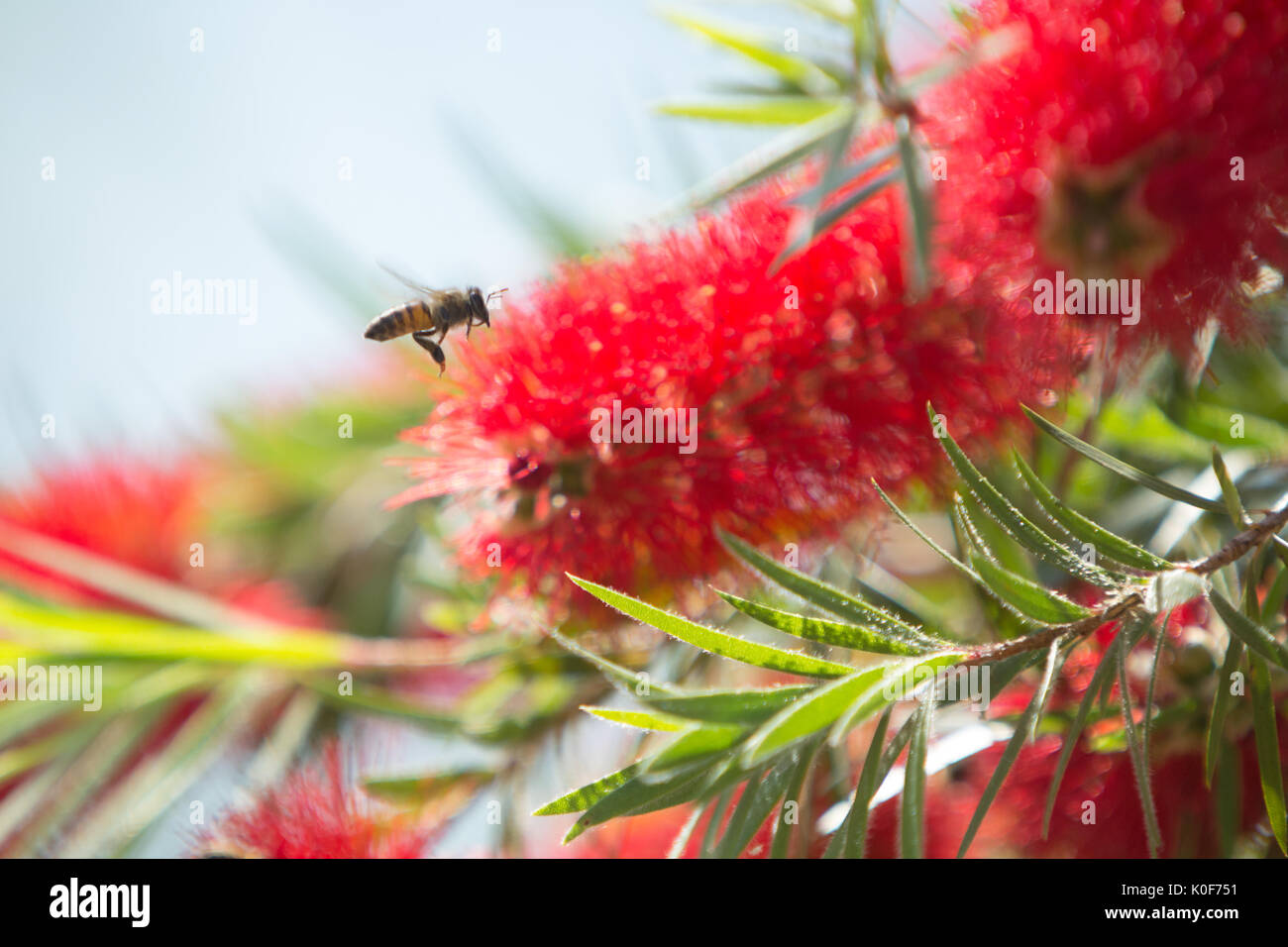Asuncion, Paraguay. August 2017. Ein warmer, sonniger Tag in Asuncion mit Temperaturen von rund 34 °C, da Honigbienen Nektar aus Trauerblüten (Melaleuca viminalis) sammeln, während sie während der Wintersonne blühen. Anm.: Andre M. Chang/Alamy Live News Stockfoto