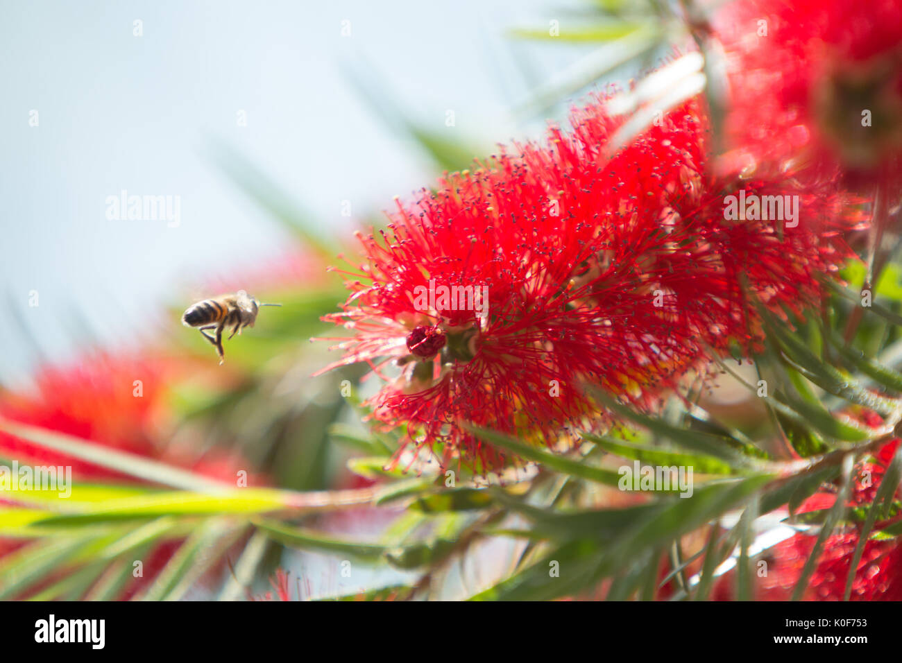 Asuncion, Paraguay. August 2017. Ein warmer, sonniger Tag in Asuncion mit Temperaturen von rund 34 °C, da Honigbienen Nektar aus Trauerblüten (Melaleuca viminalis) sammeln, während sie während der Wintersonne blühen. Anm.: Andre M. Chang/Alamy Live News Stockfoto
