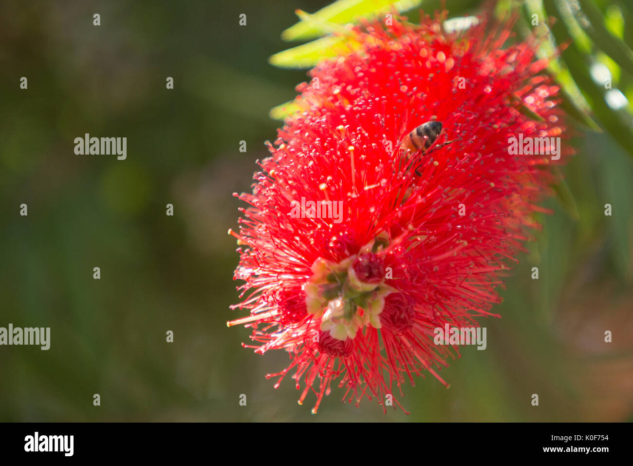 Asuncion, Paraguay. August 2017. Ein warmer, sonniger Tag in Asuncion mit Temperaturen von rund 34 °C, da Honigbienen Nektar aus Trauerblüten (Melaleuca viminalis) sammeln, während sie während der Wintersonne blühen. Anm.: Andre M. Chang/Alamy Live News Stockfoto