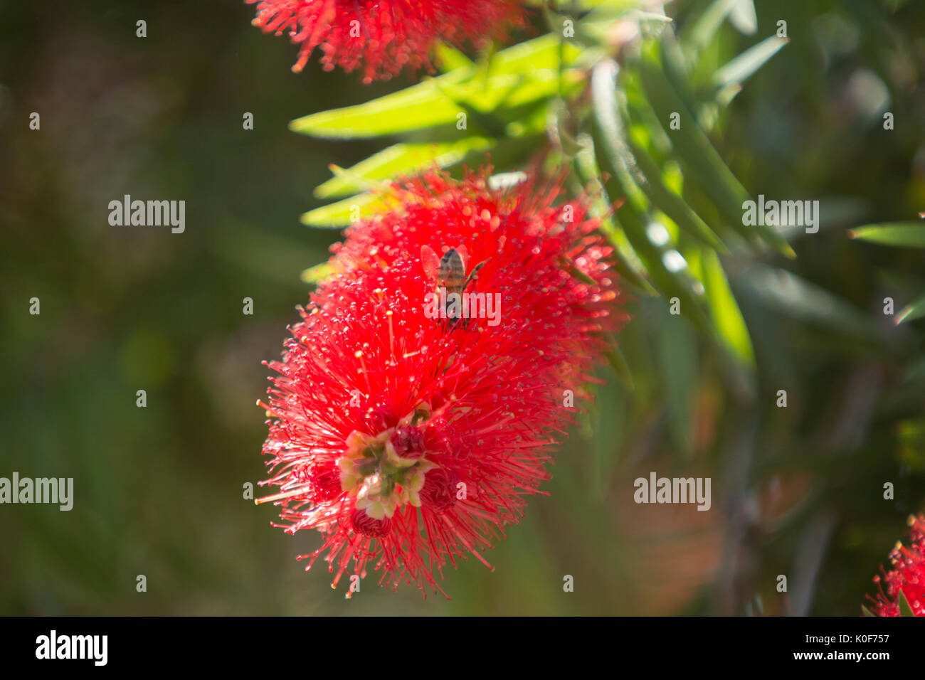 Asuncion, Paraguay. August 2017. Ein warmer, sonniger Tag in Asuncion mit Temperaturen von rund 34 °C, da Honigbienen Nektar aus Trauerblüten (Melaleuca viminalis) sammeln, während sie während der Wintersonne blühen. Anm.: Andre M. Chang/Alamy Live News Stockfoto