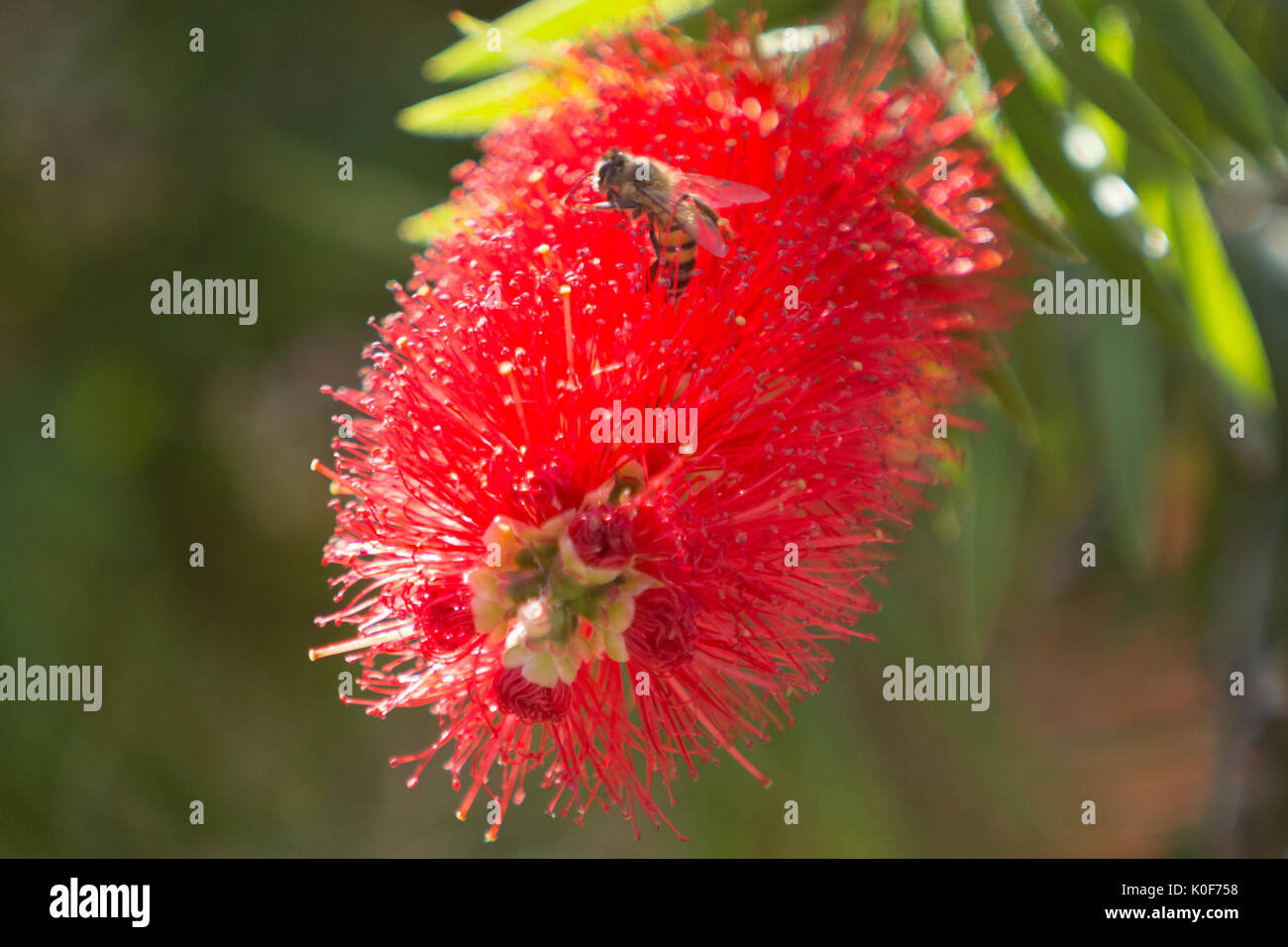 Asuncion, Paraguay. August 2017. Ein warmer, sonniger Tag in Asuncion mit Temperaturen von rund 34 °C, da Honigbienen Nektar aus Trauerblüten (Melaleuca viminalis) sammeln, während sie während der Wintersonne blühen. Anm.: Andre M. Chang/Alamy Live News Stockfoto