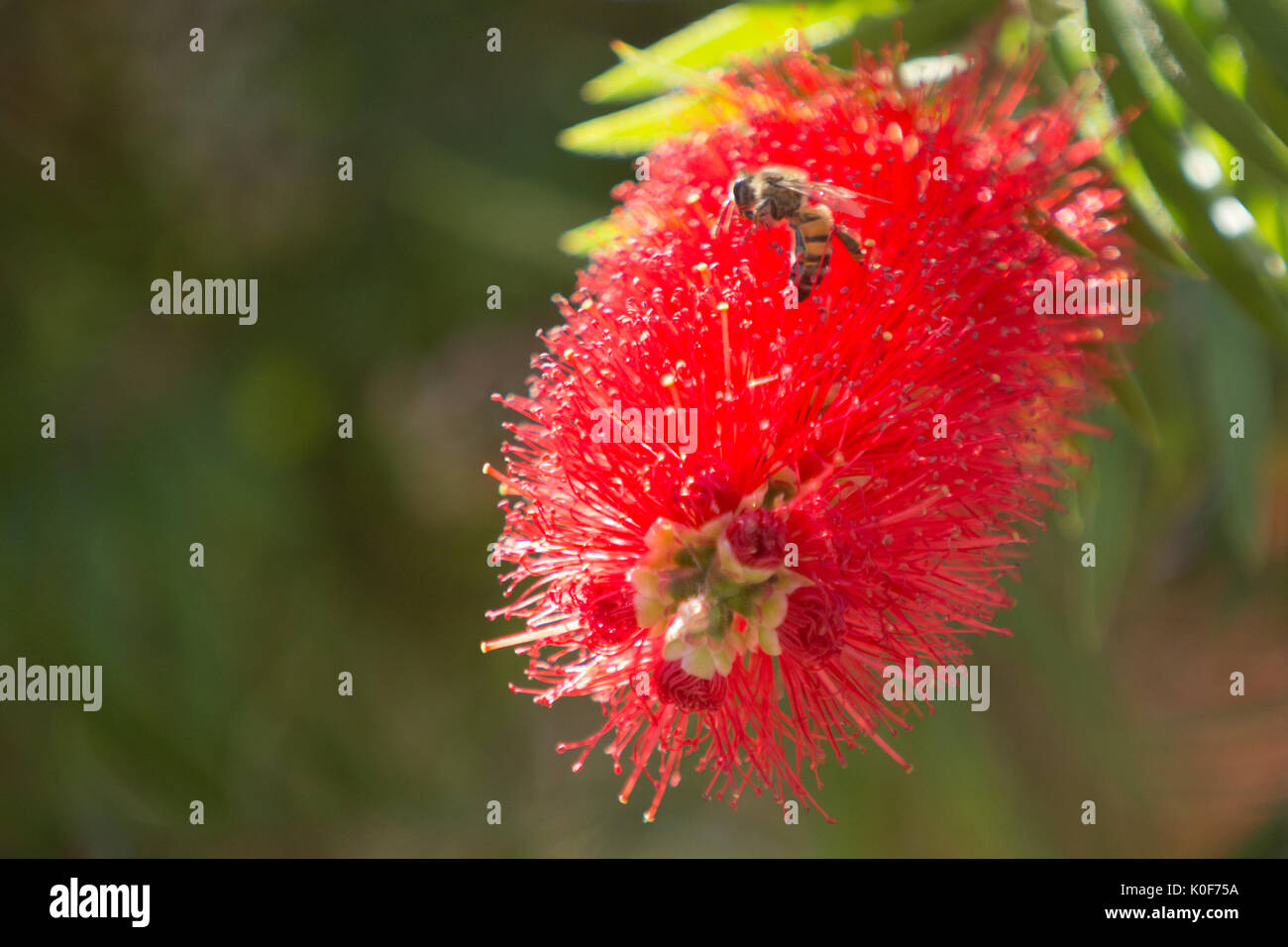 Asuncion, Paraguay. August 2017. Ein warmer, sonniger Tag in Asuncion mit Temperaturen von rund 34 °C, da Honigbienen Nektar aus Trauerblüten (Melaleuca viminalis) sammeln, während sie während der Wintersonne blühen. Anm.: Andre M. Chang/Alamy Live News Stockfoto