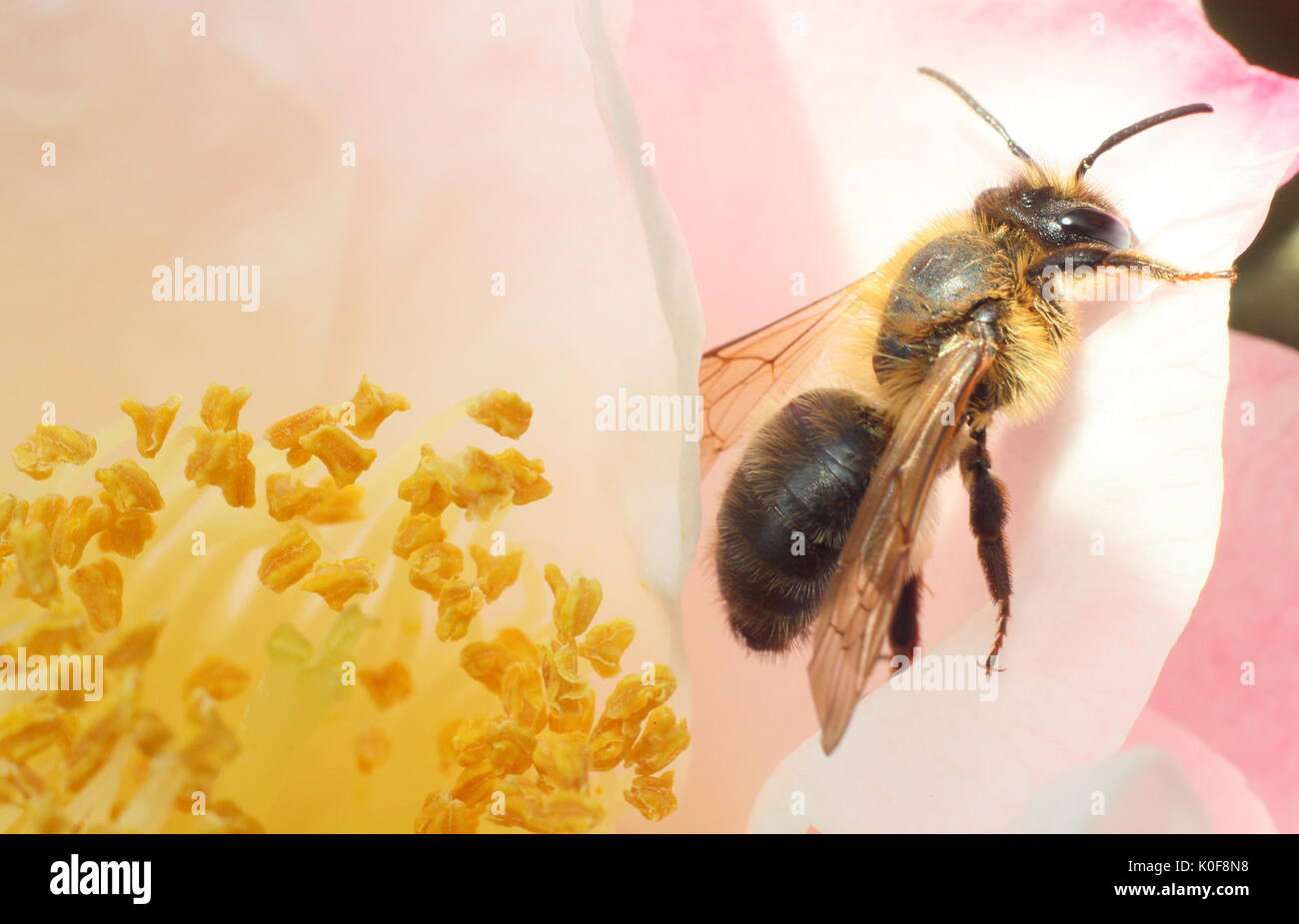 Die europäische Honigbiene (Apis mellifera), die in der Mitte einer kamelie Blume in einem Englischen Garten in der Mitte der Feder Stockfoto