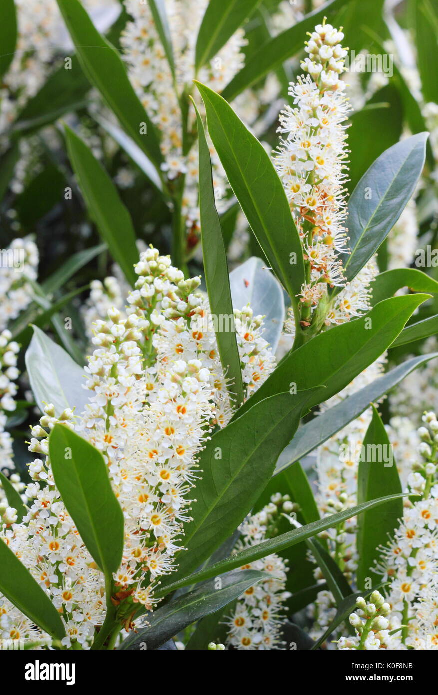 Cherry Laurel (Prunus Laurocerasus), auch Englisch Lorbeer - immergrüner Strauch mit auffälligen Blüten, Blütenstände, die im Frühjahr (April) in einer britischen Garten Stockfoto