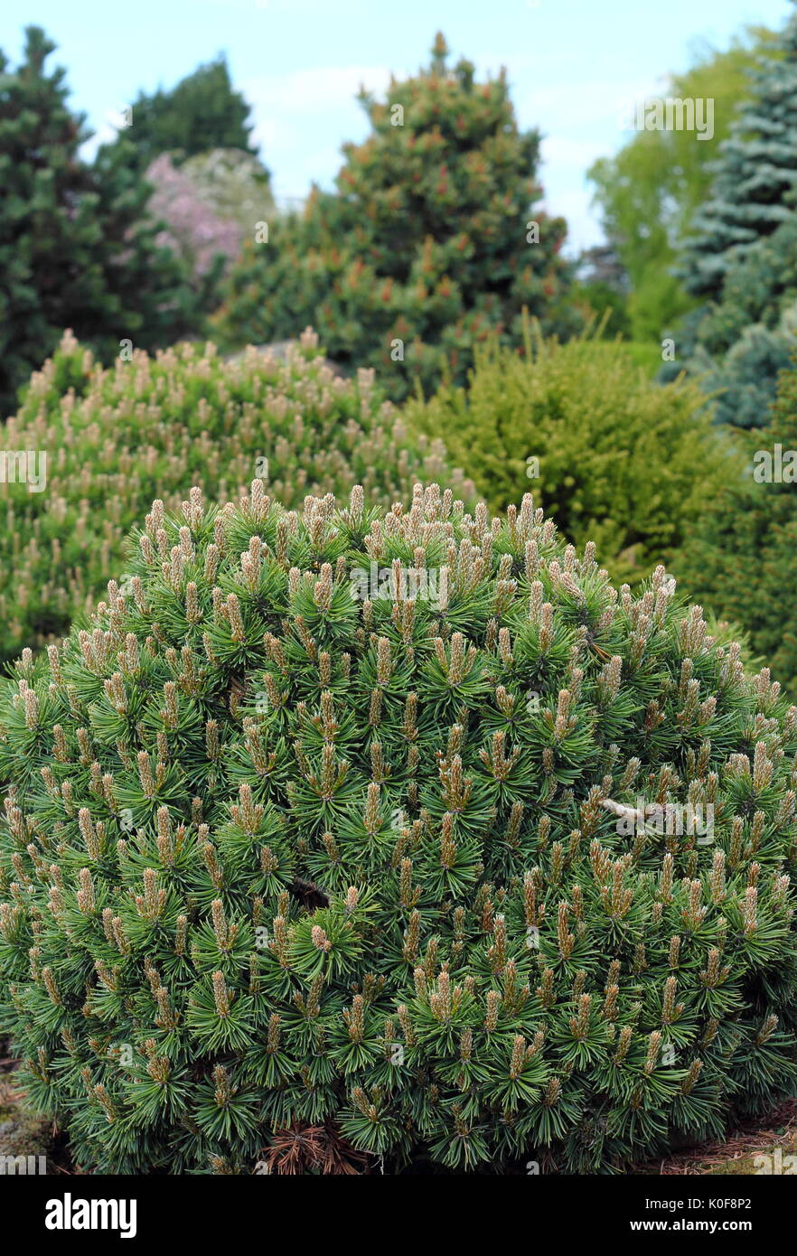 Immergrüne Zierpflanzen Bett mit Sorten der Nadelbäume und Sträucher (Abies, Pinus) Attraktive das ganze Jahr Farben auf einen britischen Garten verleihen Stockfoto