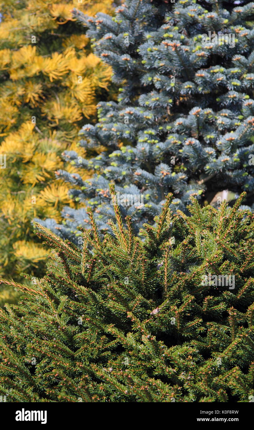 Evergreen ftrees, Abies concolor 'Wintergold' (L), Abies Lasiocarpa Arizonica (R) und Picea Orientalis Barnes (Vordergrund), UK Garten Stockfoto