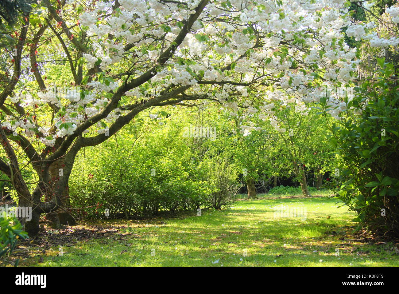 Ein großer weißer Kirschbaum in voller Blüte in einen Englischen Garten an einem sonnigen Frühlingstag Stockfoto