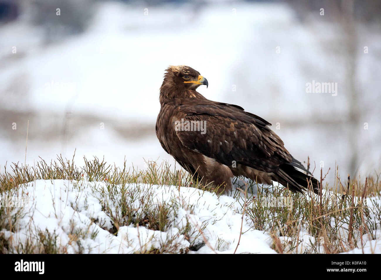 Steppe Eagle (Aquila nipalensis), Erwachsene im Schnee, auf dem Boden, im Winter, Zdarske Vrchy, Böhmisch-Mährische Höhe Stockfoto