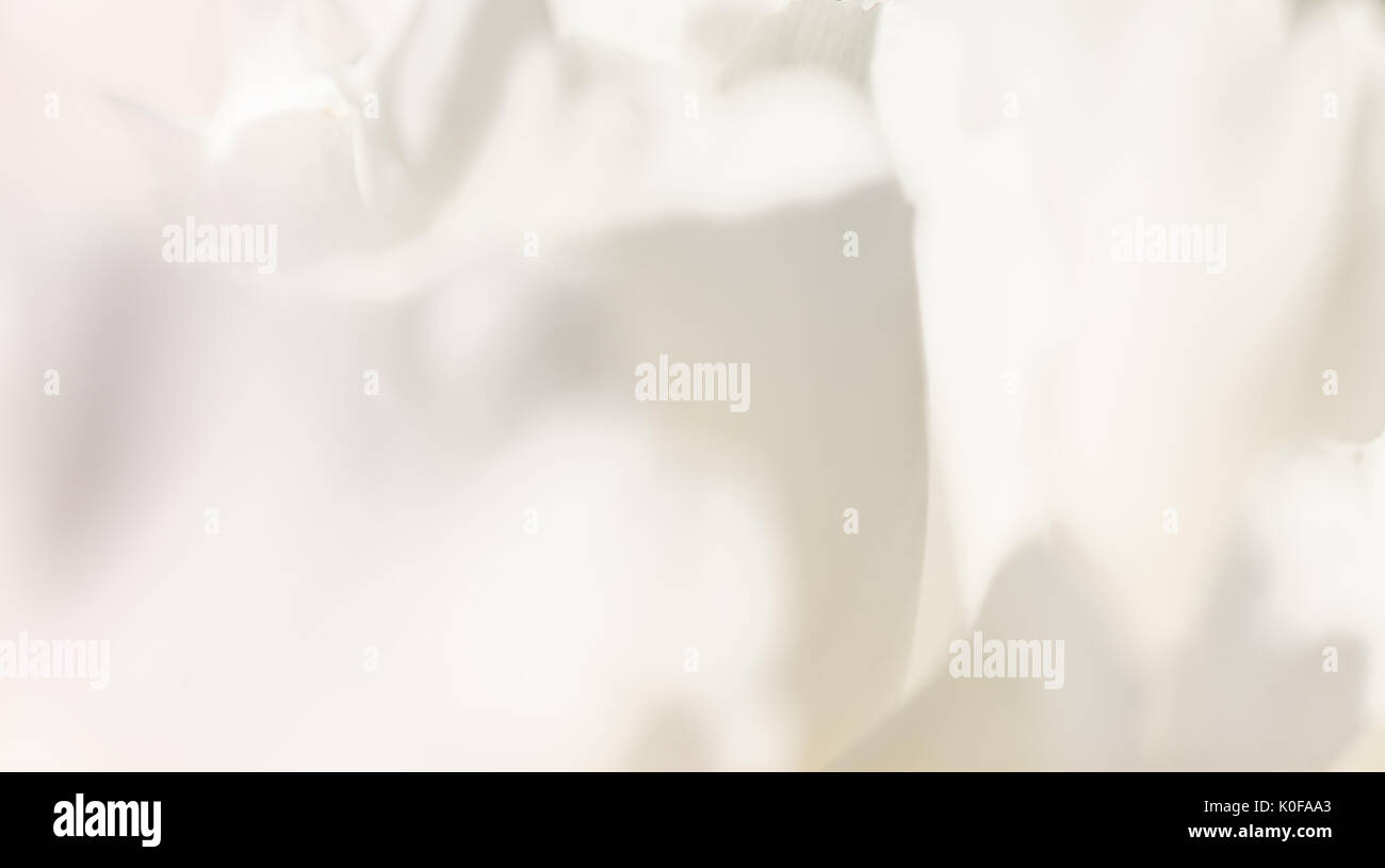 weißen Hintergrund aus Blumen Stockfoto